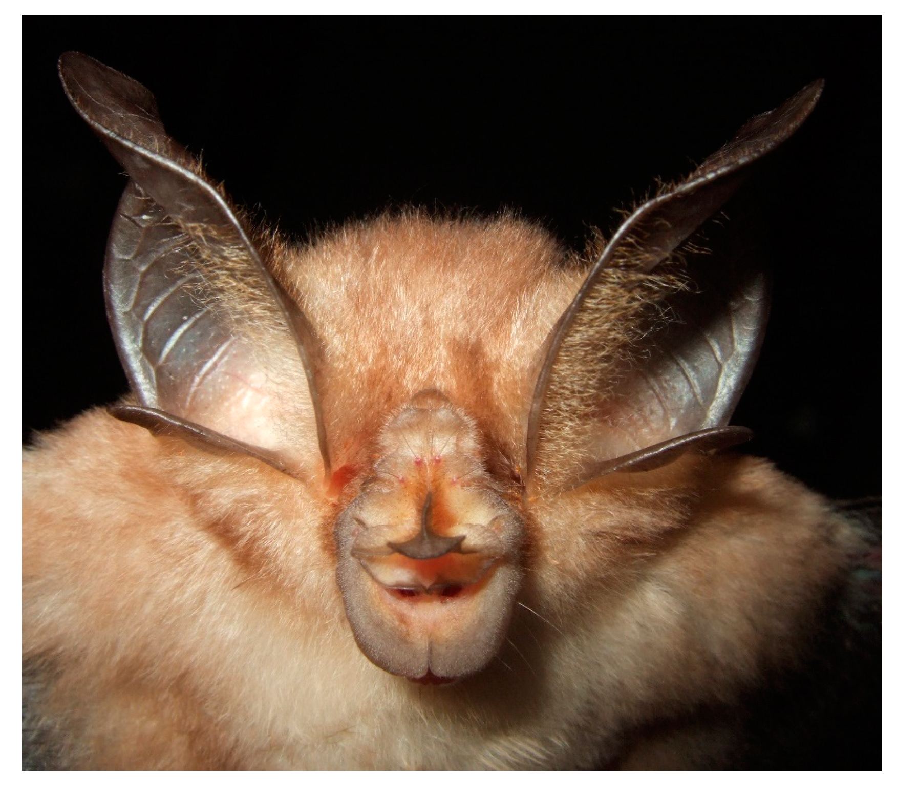 Diversity 13 00376 g007 Diversity 13 00376 g007