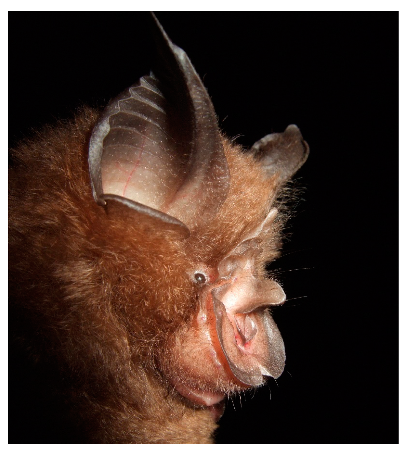 Diversity 13 00376 g008 Diversity 13 00376 g008