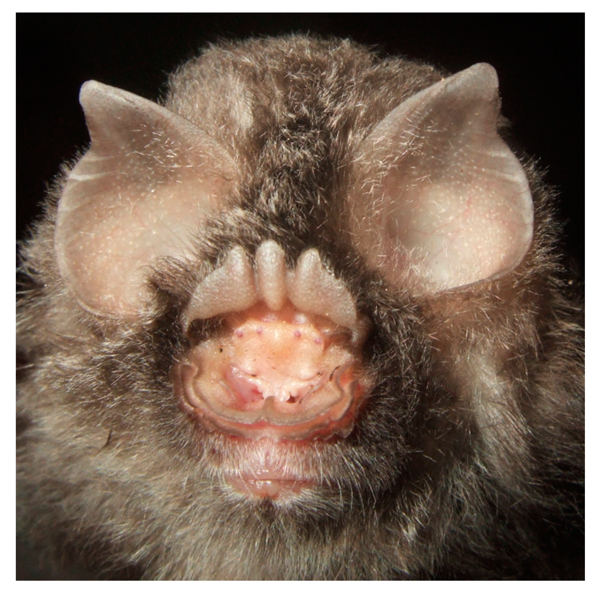 Diversity 13 00376 g010 Diversity 13 00376 g010