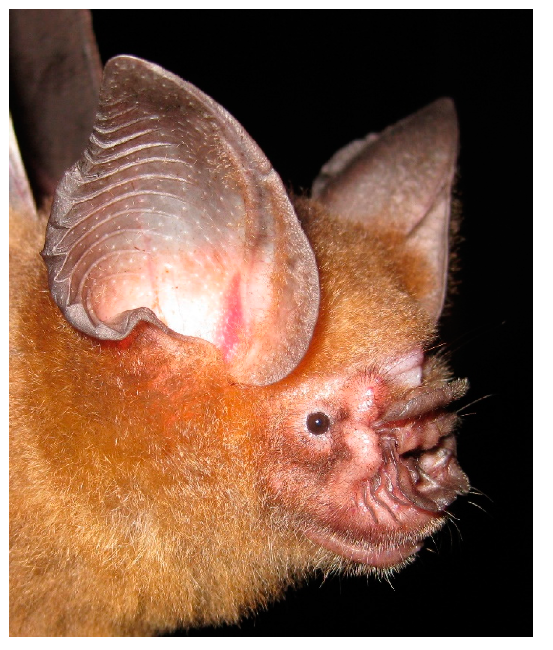 Diversity 13 00376 g011 Diversity 13 00376 g011