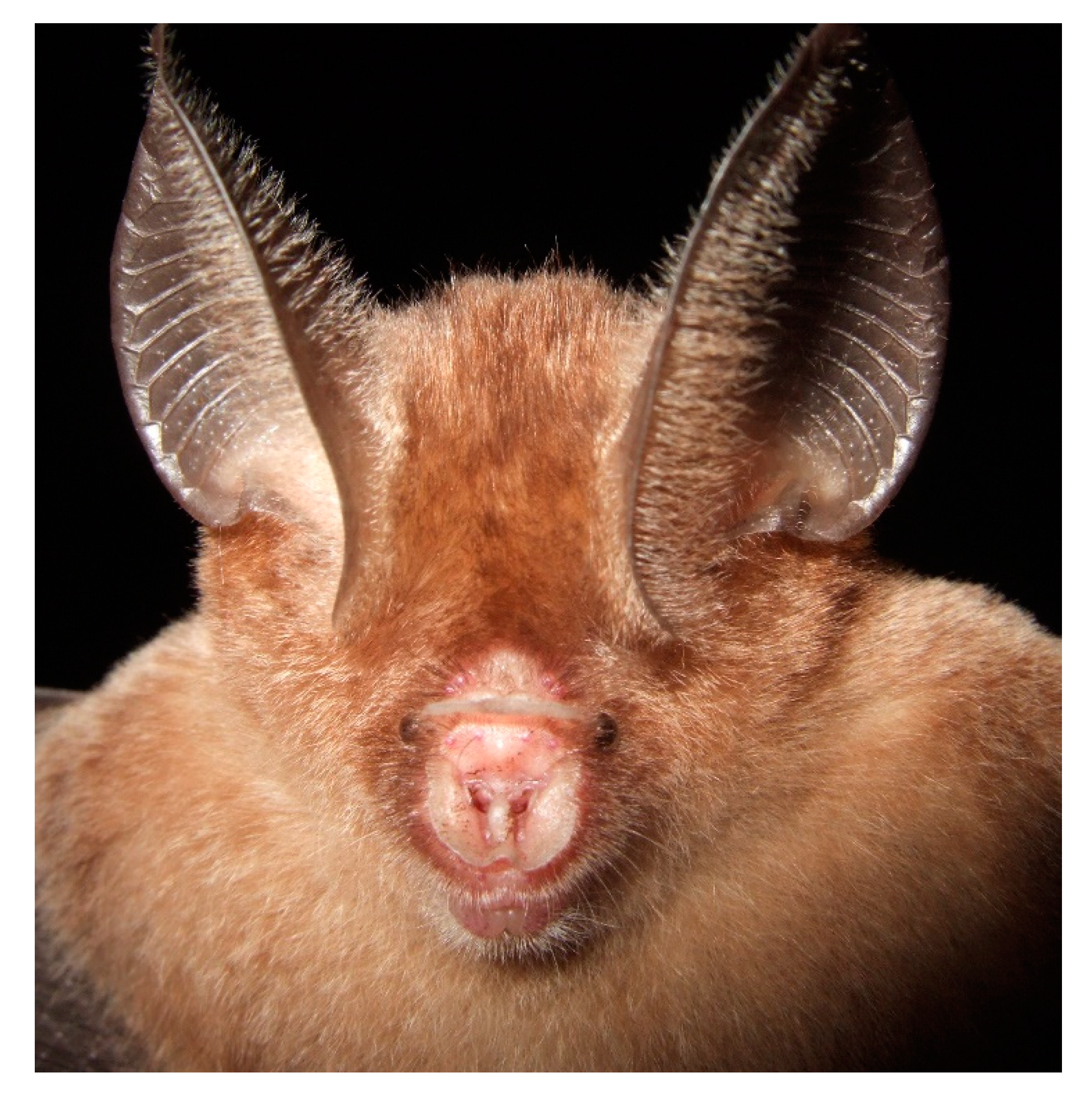 Diversity 13 00376 g013 Diversity 13 00376 g013