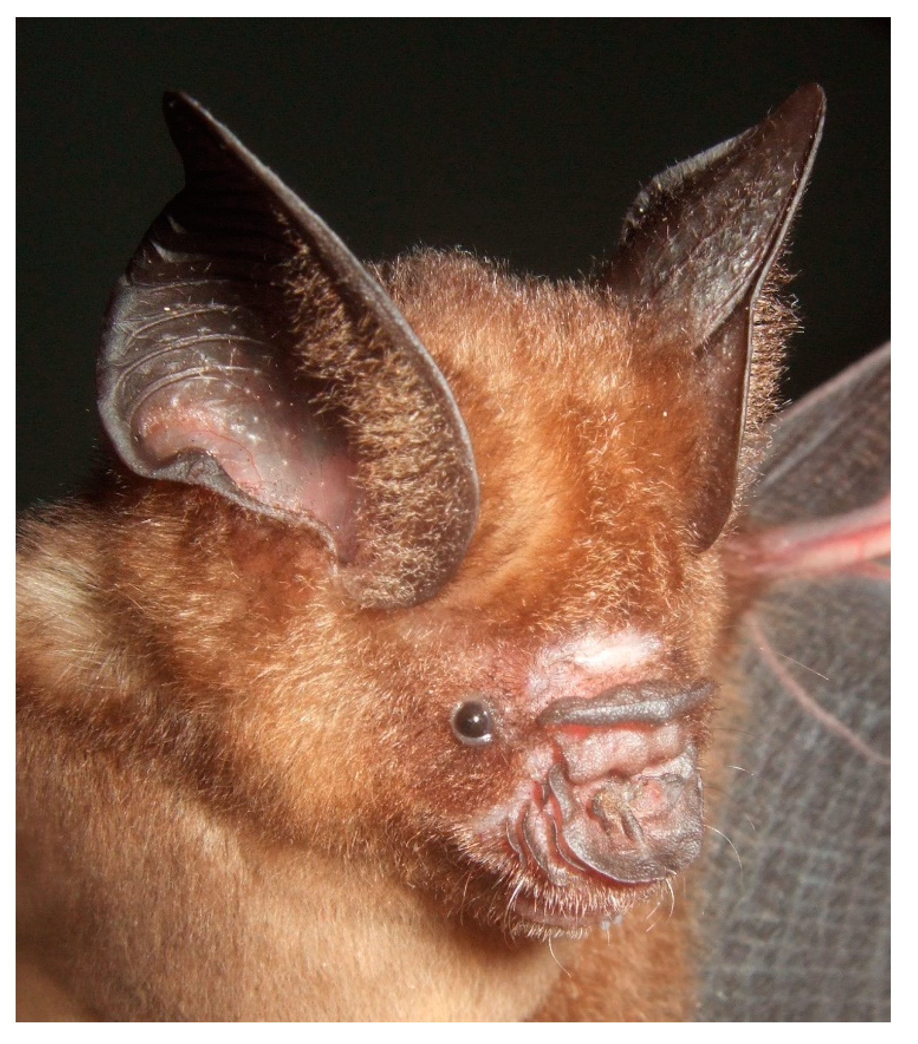 Diversity 13 00376 g014 Diversity 13 00376 g014