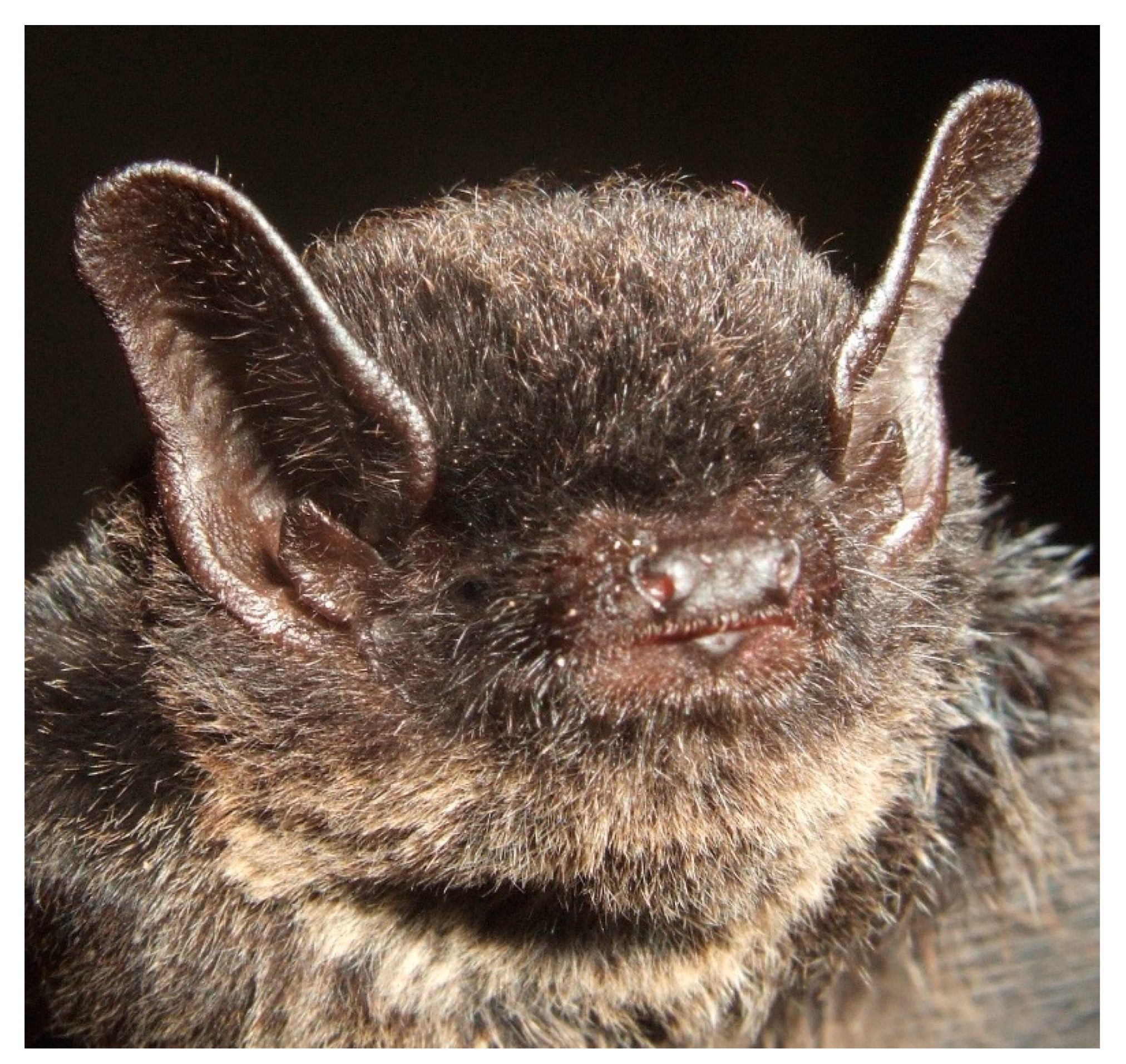 Diversity 13 00376 g016 Diversity 13 00376 g016