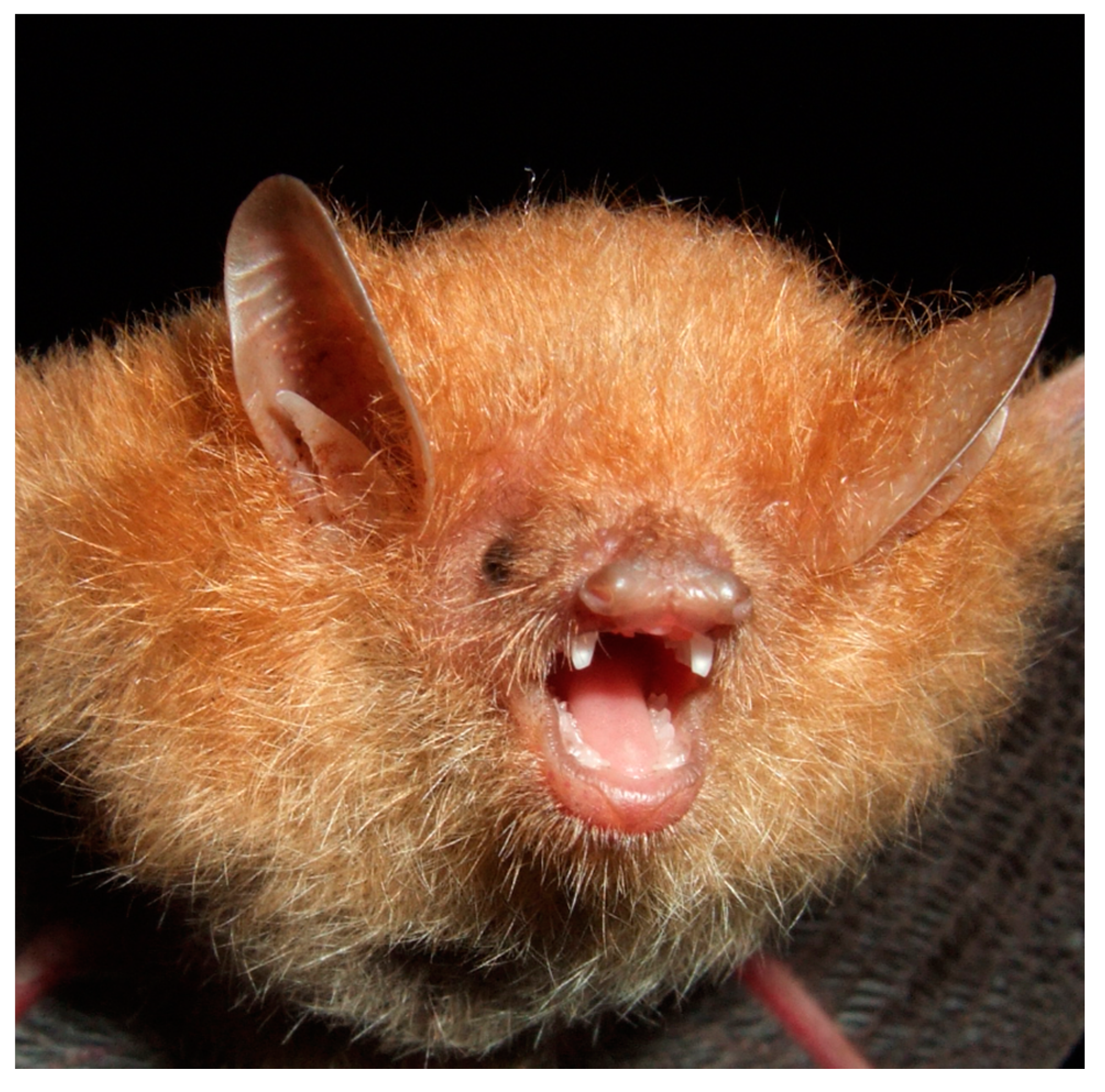 Diversity 13 00376 g017 Diversity 13 00376 g017