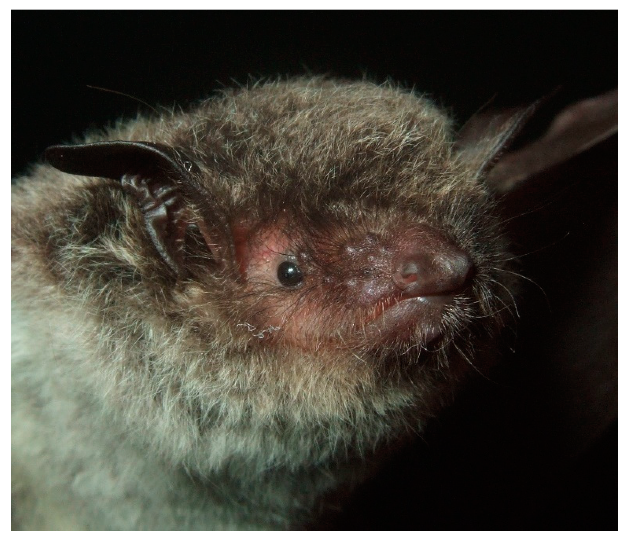 Diversity 13 00376 g018 Diversity 13 00376 g018