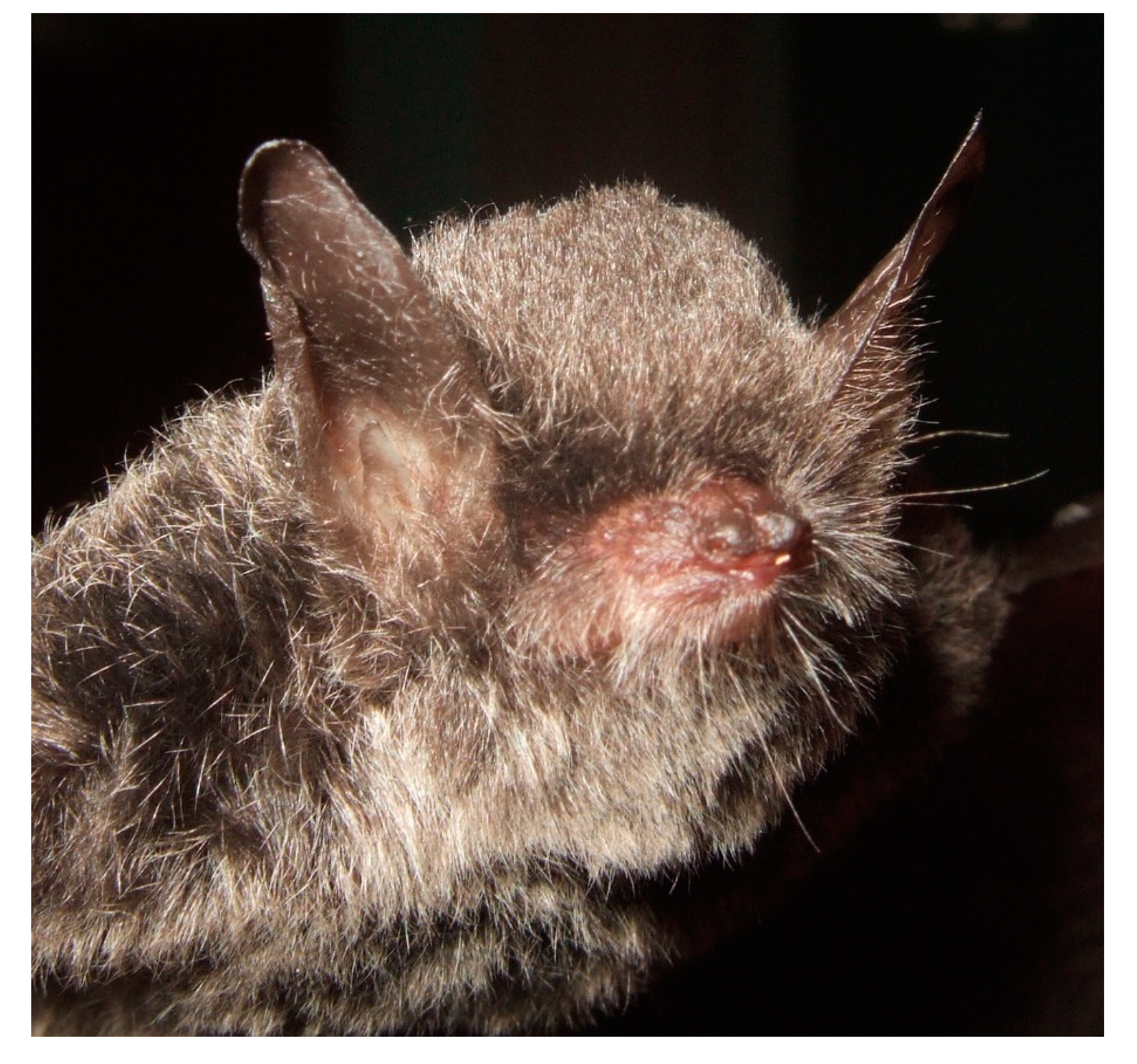 Diversity 13 00376 g021 Diversity 13 00376 g021