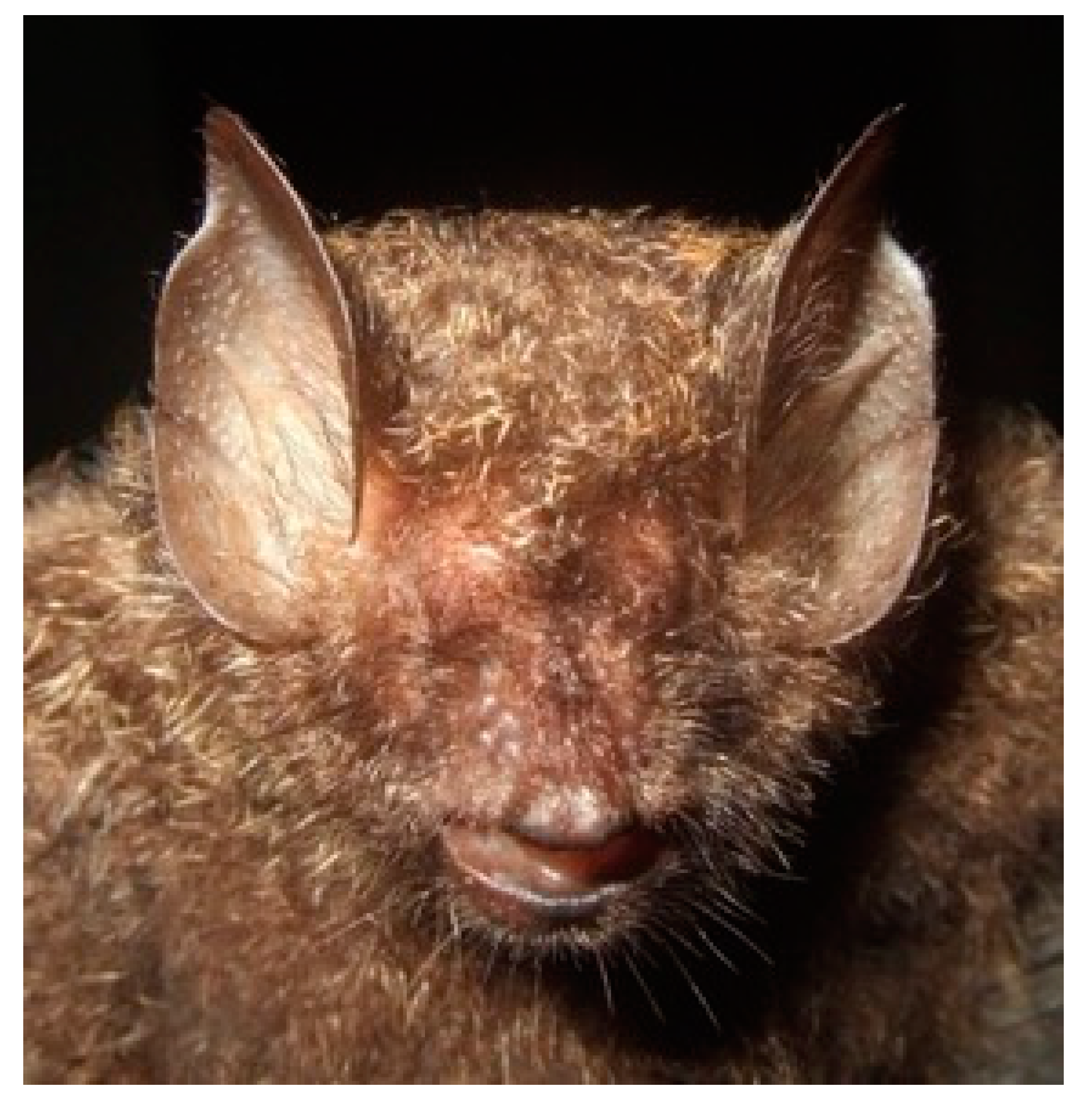 Diversity 13 00376 g022 Diversity 13 00376 g022