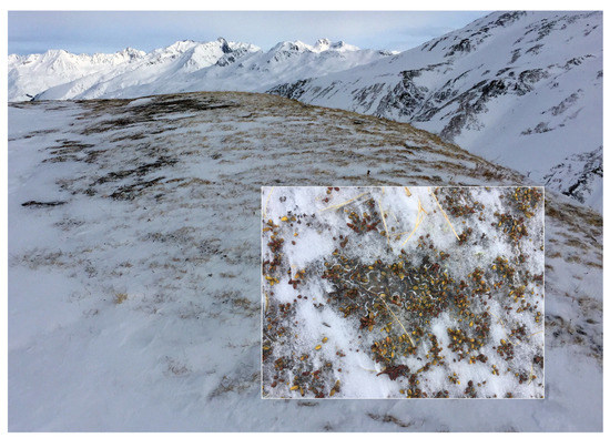 Diversity Free Full Text Why Is The Alpine Flora Comparatively Robust Against Climatic Warming Html