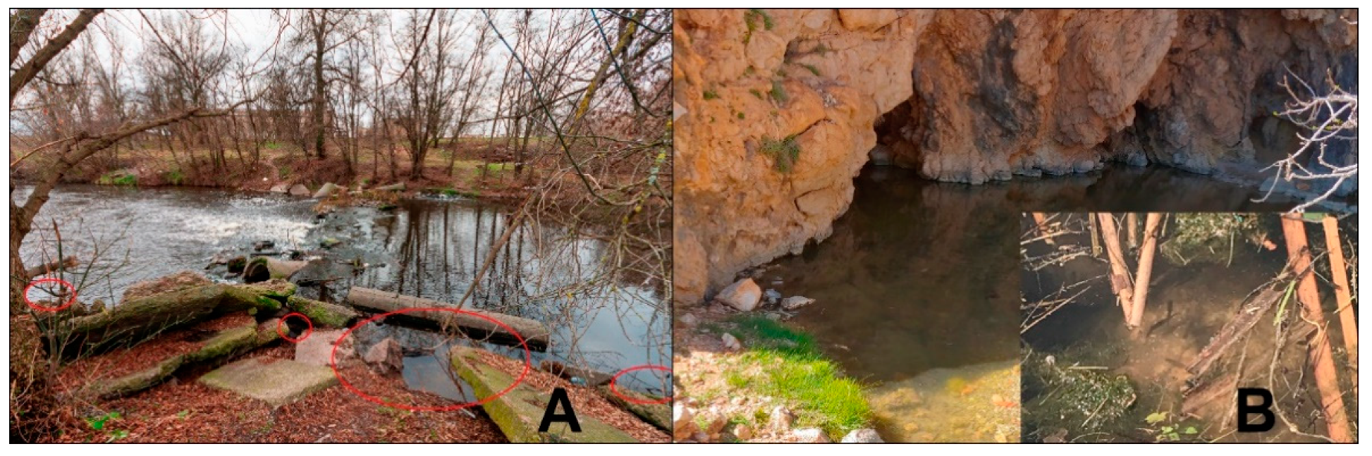 Diversity 13 00385 g001 Diversity 13 00385 g001