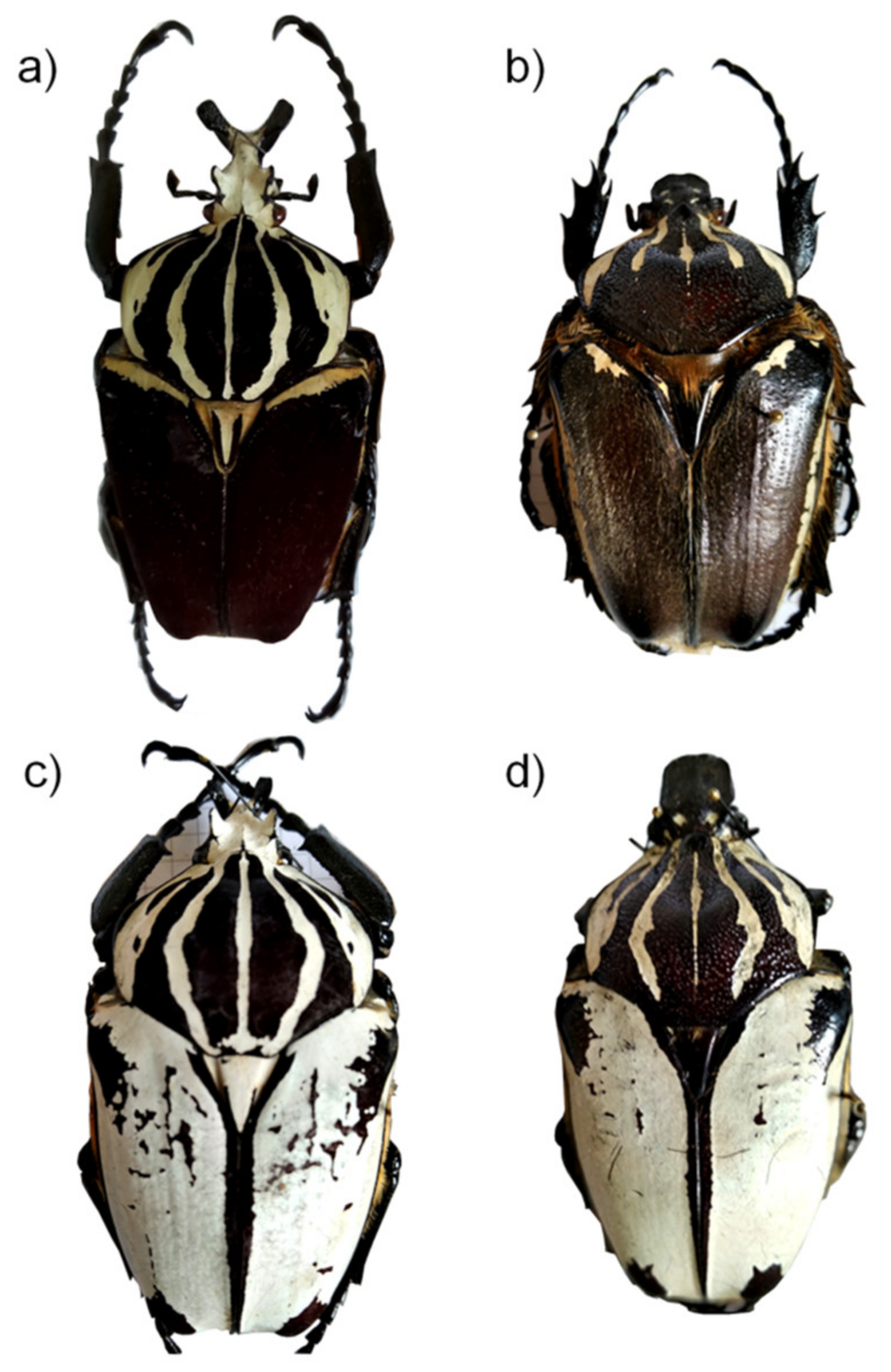 Goliathus goliatus apicalis 85mm CONGO｜標本