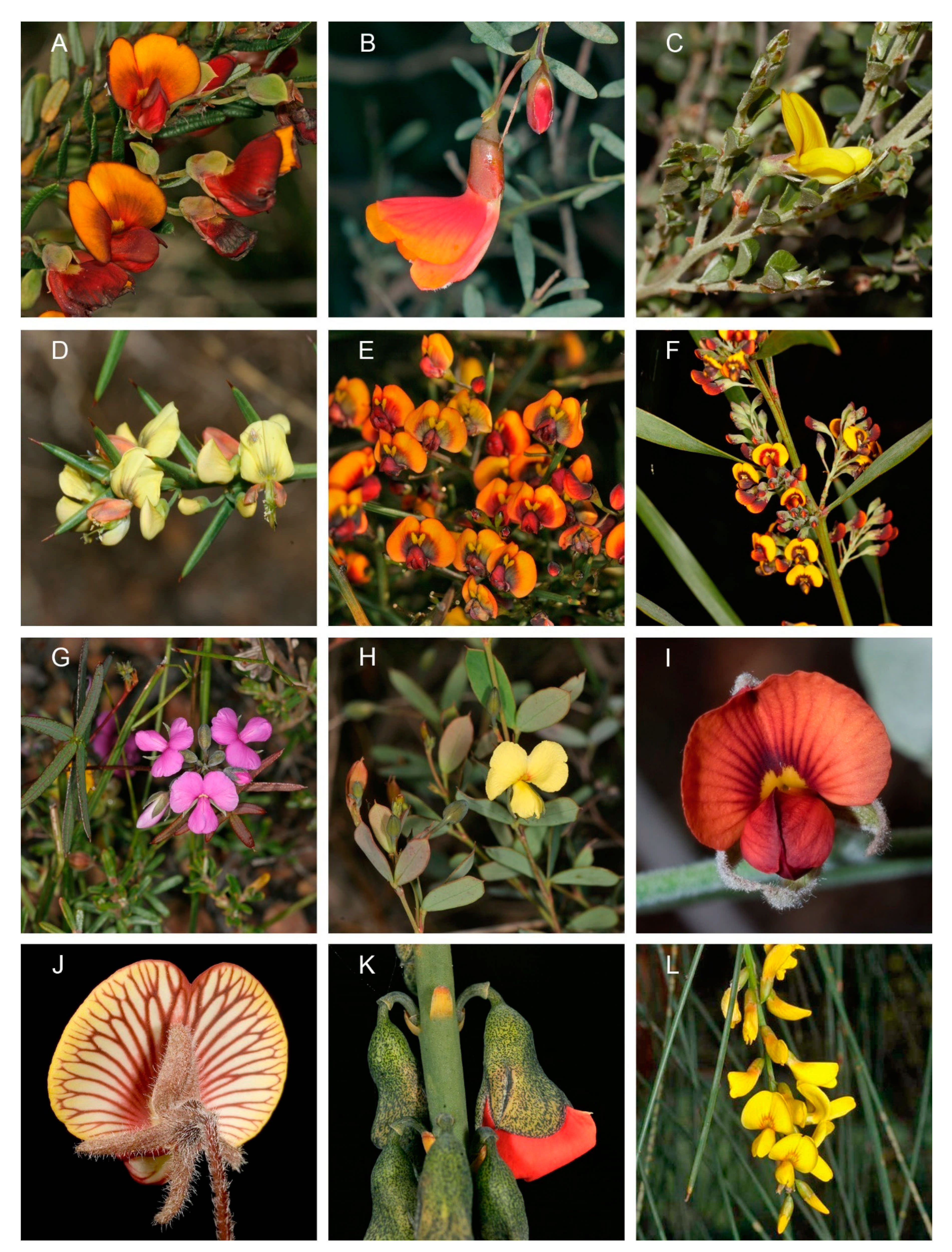 Diversity 13 00391 g002 Diversity 13 00391 g002