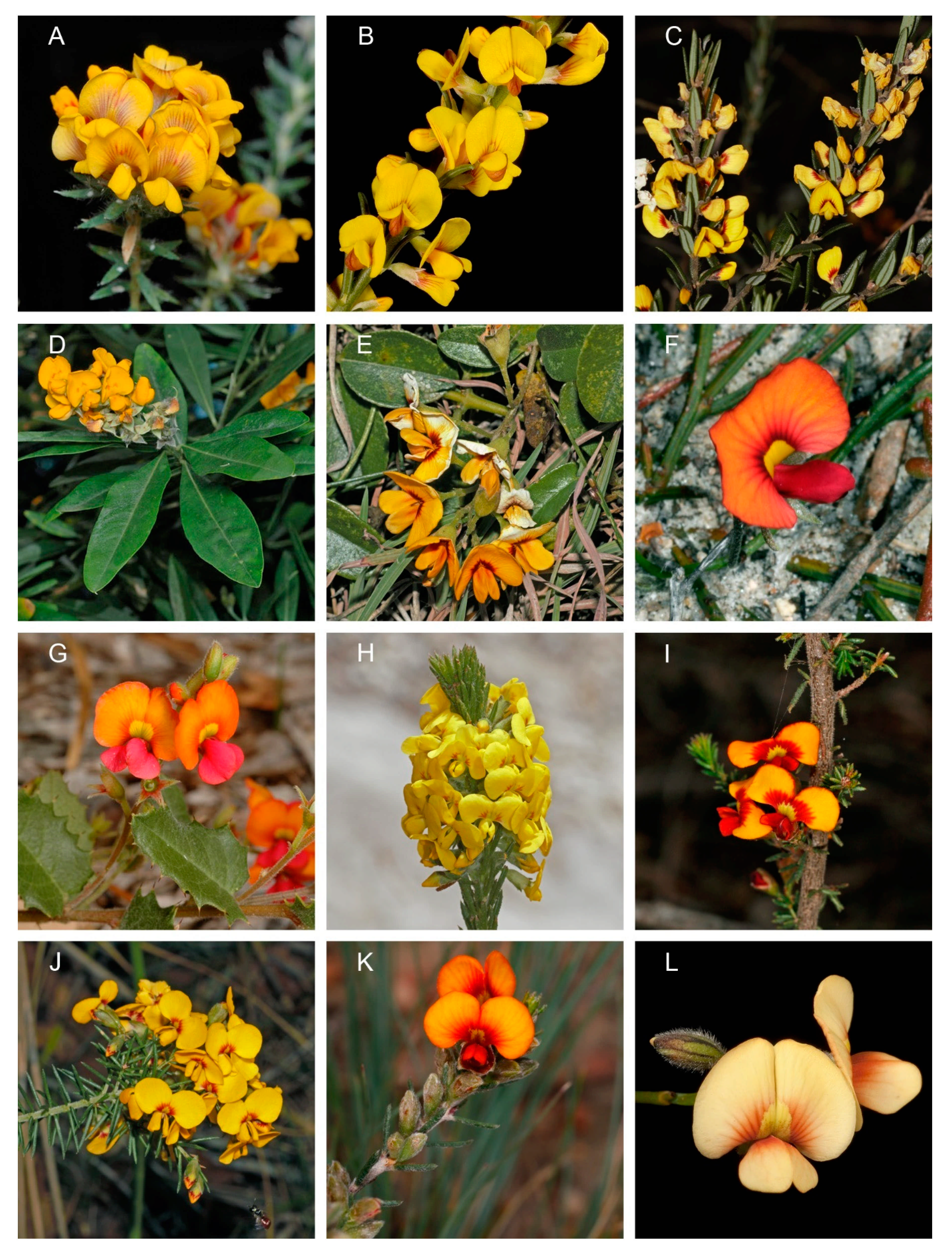 Diversity 13 00391 g003 Diversity 13 00391 g003