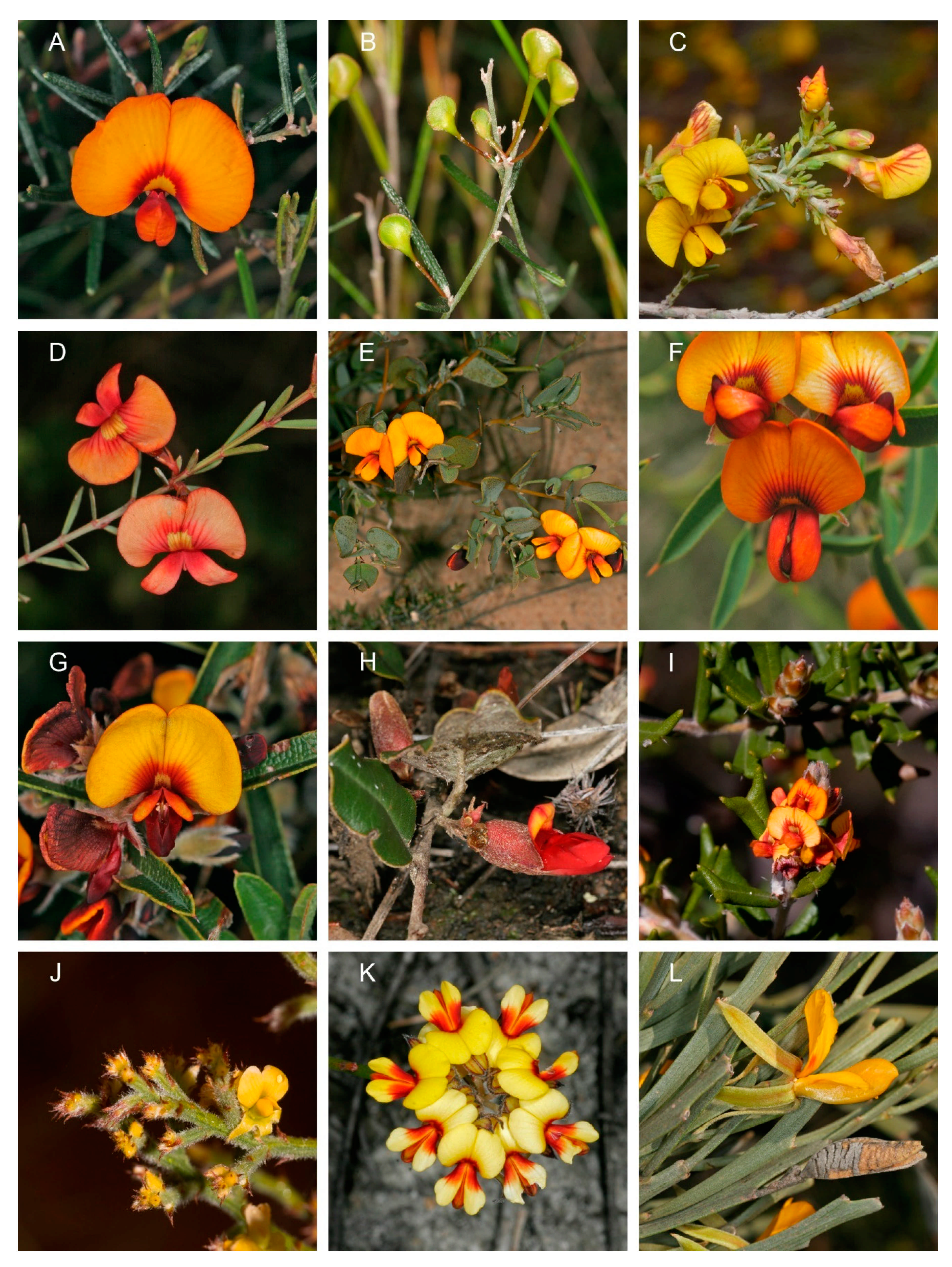 Diversity 13 00391 g004 Diversity 13 00391 g004