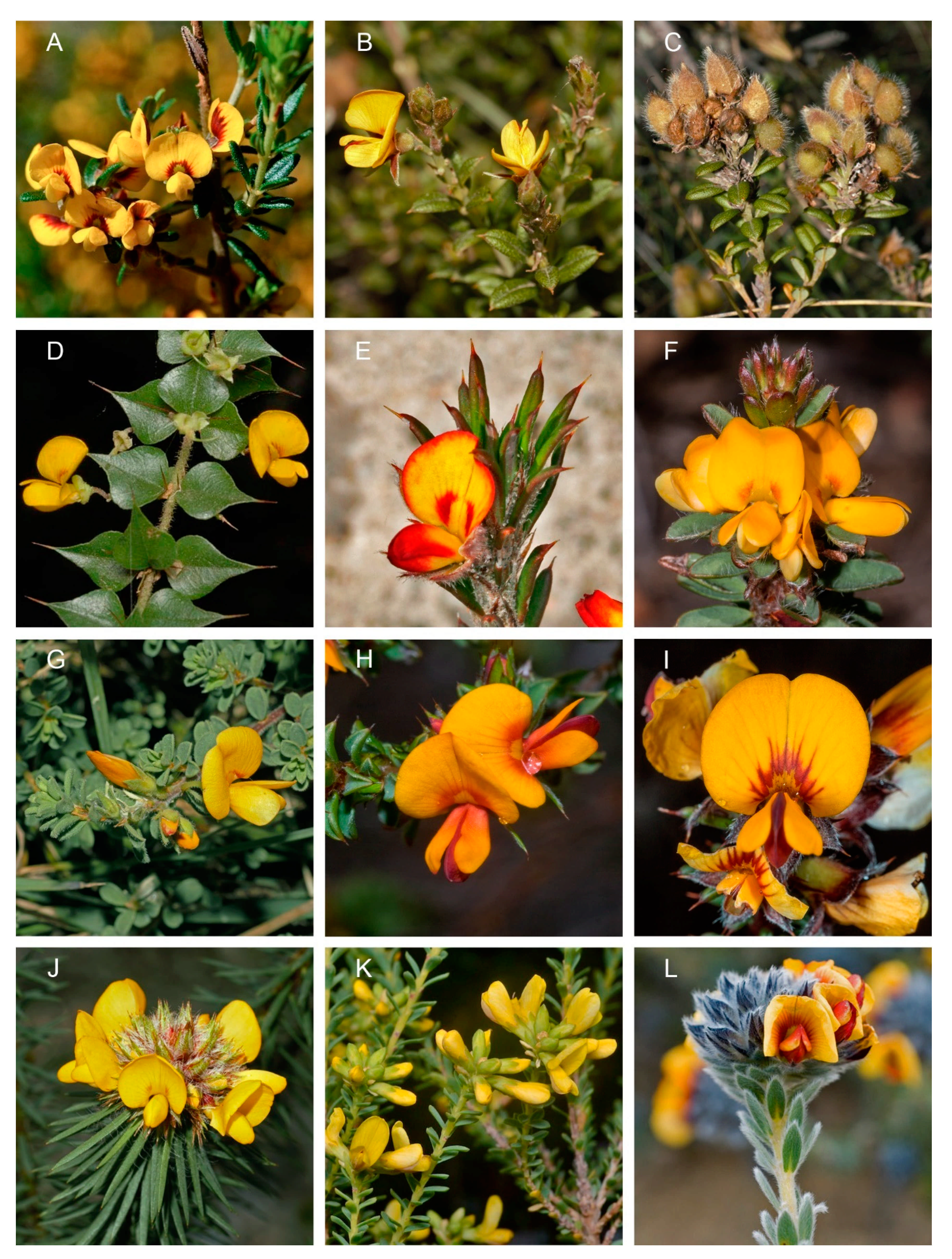 Diversity 13 00391 g006 Diversity 13 00391 g006