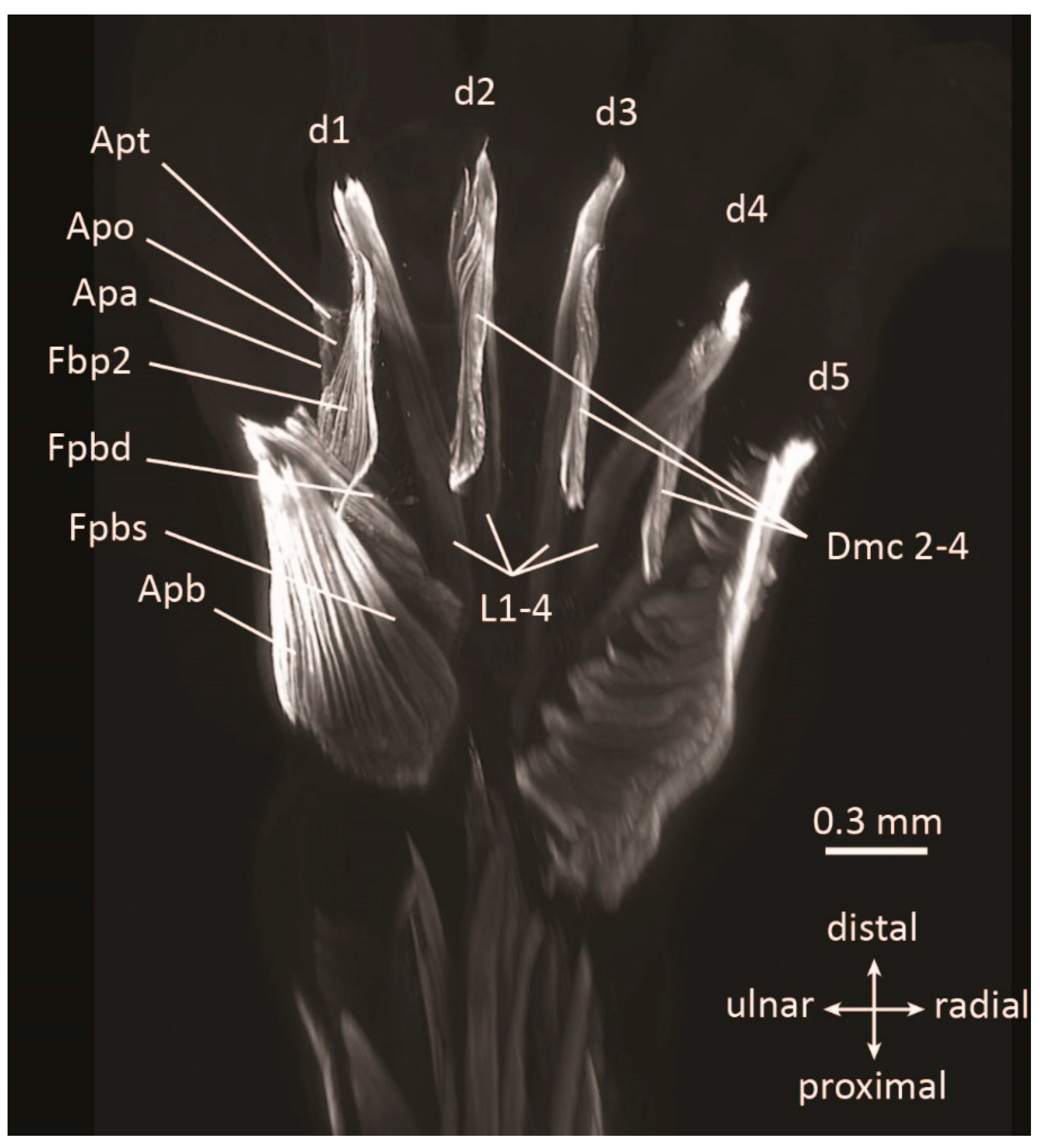 Diversity 13 00393 g004 Diversity 13 00393 g004