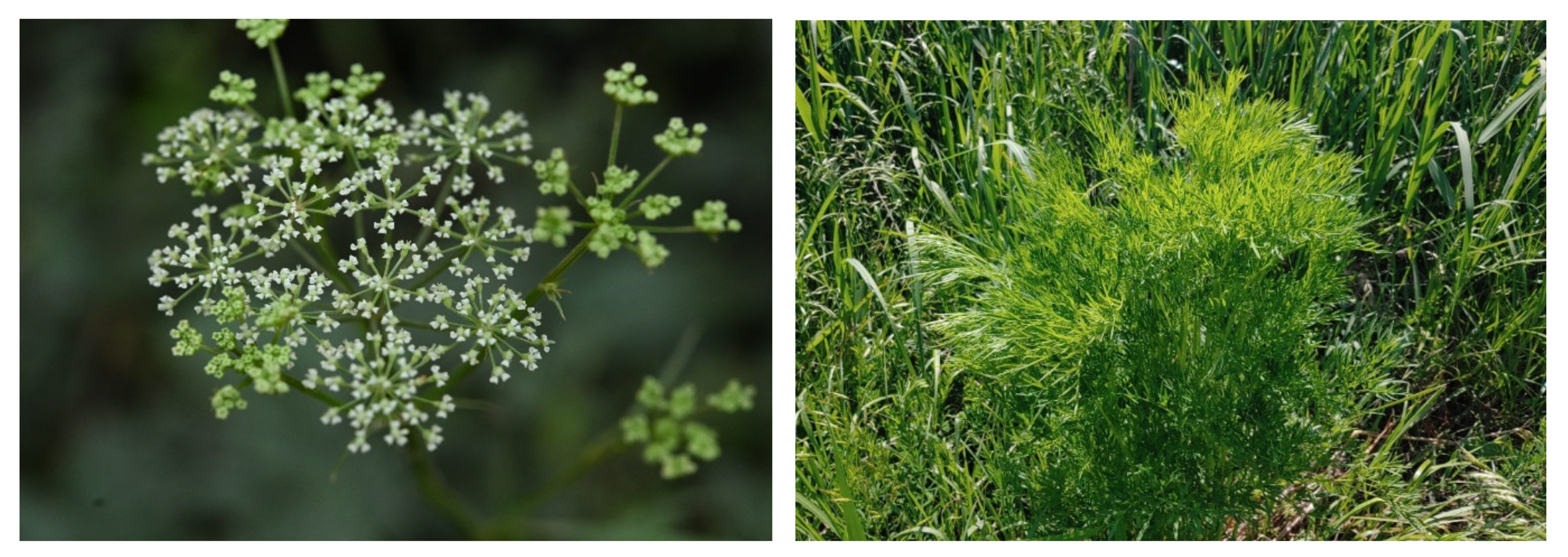 Diversity 13 00401 g001