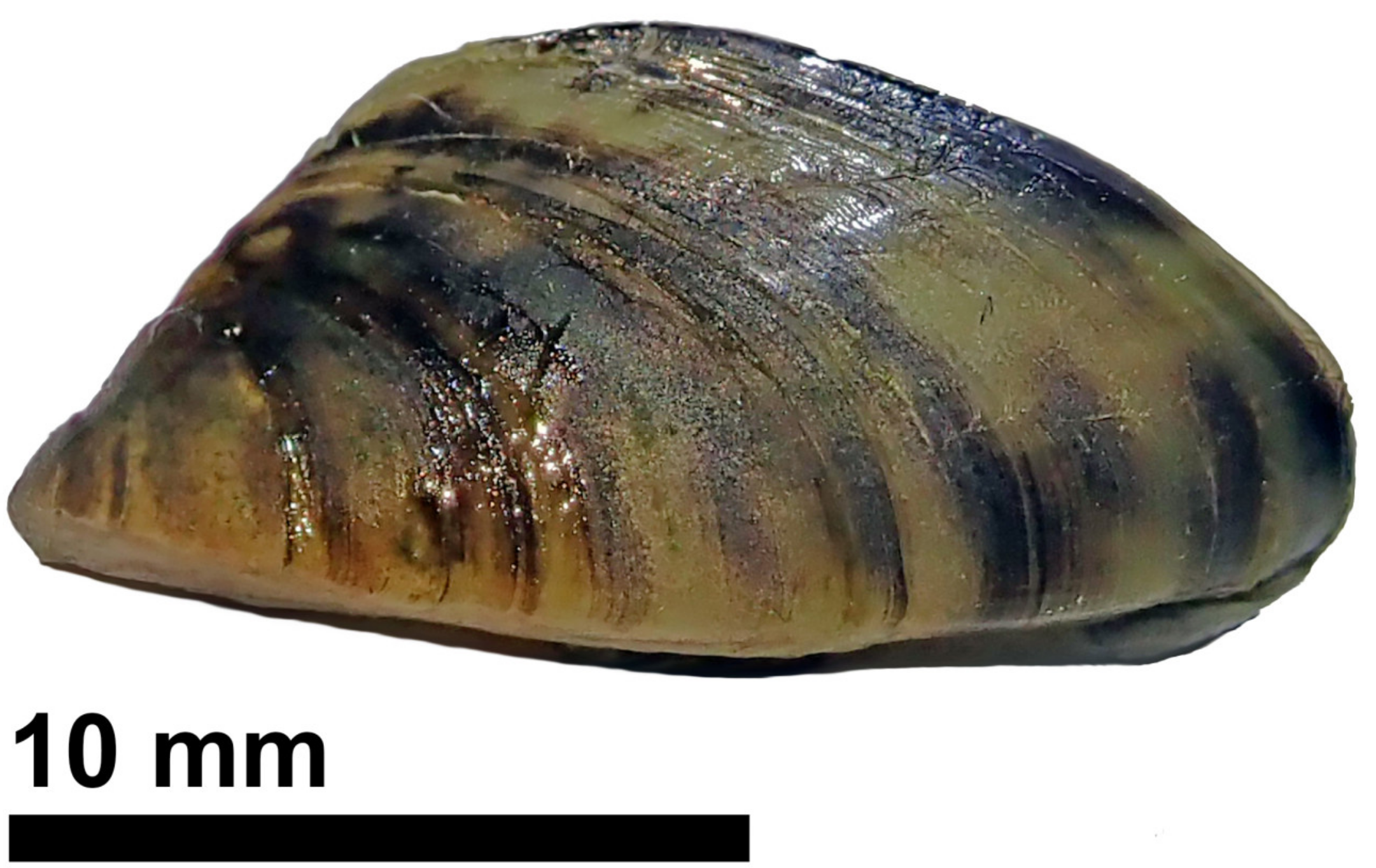 Diversity 13 00410 g001 550