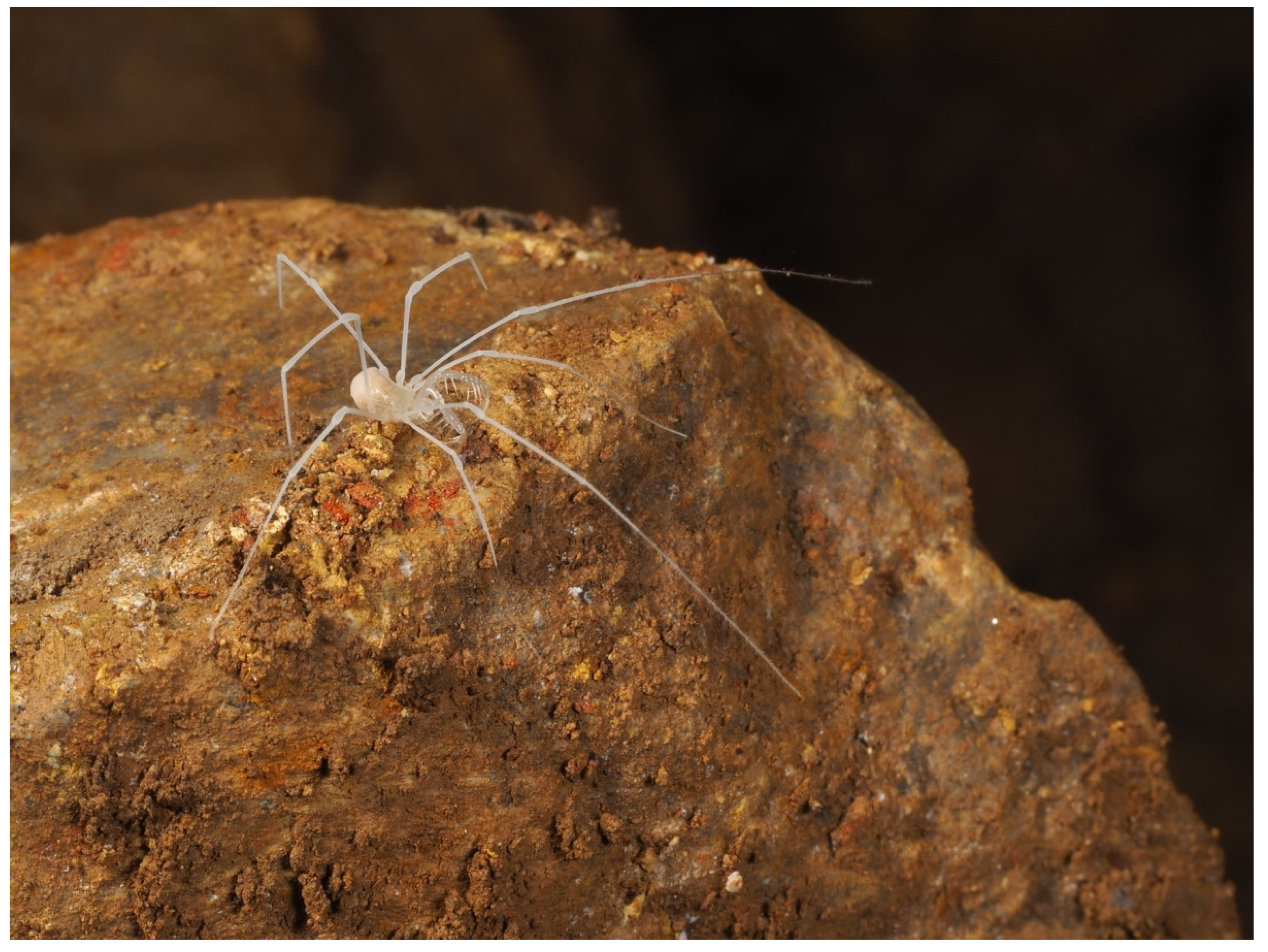 Diversity 13 00419 g006