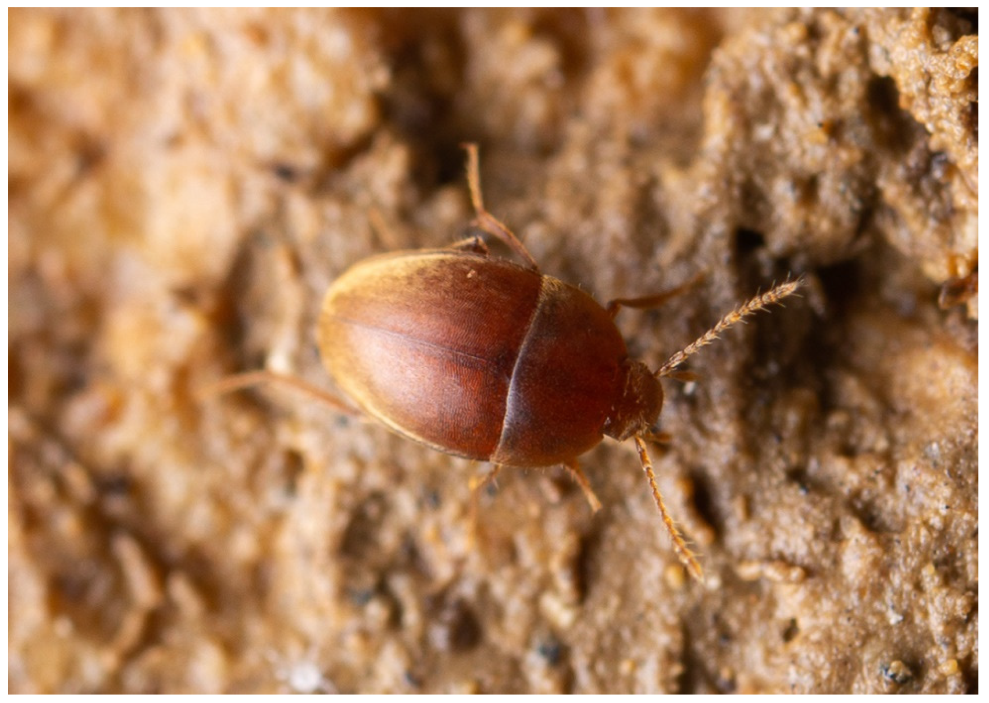 Diversity 13 00419 g007