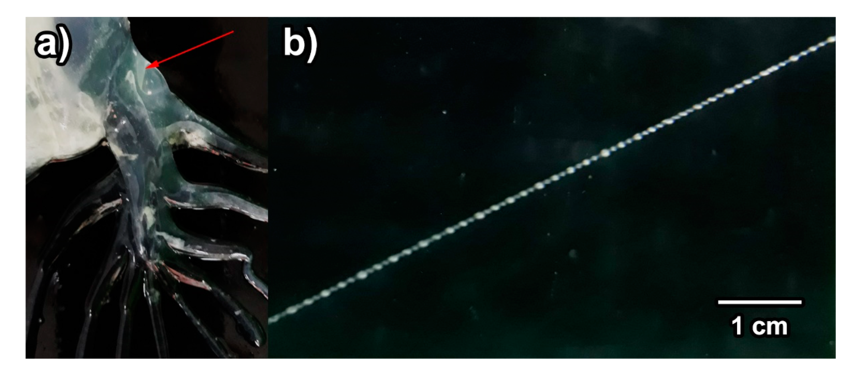 Diversity 13 00420 g002 Diversity 13 00420 g002