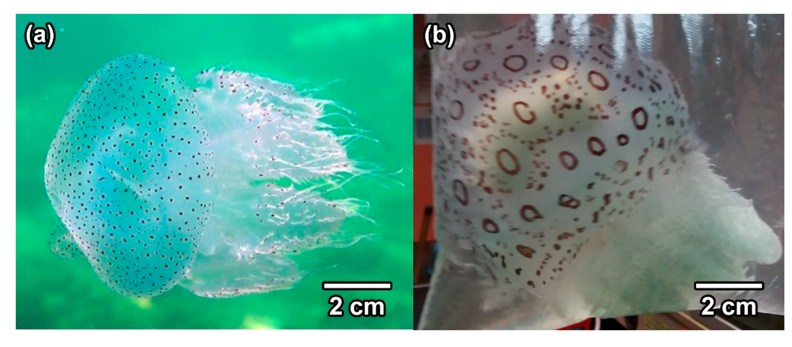 Diversity 13 00420 g003 Diversity 13 00420 g003