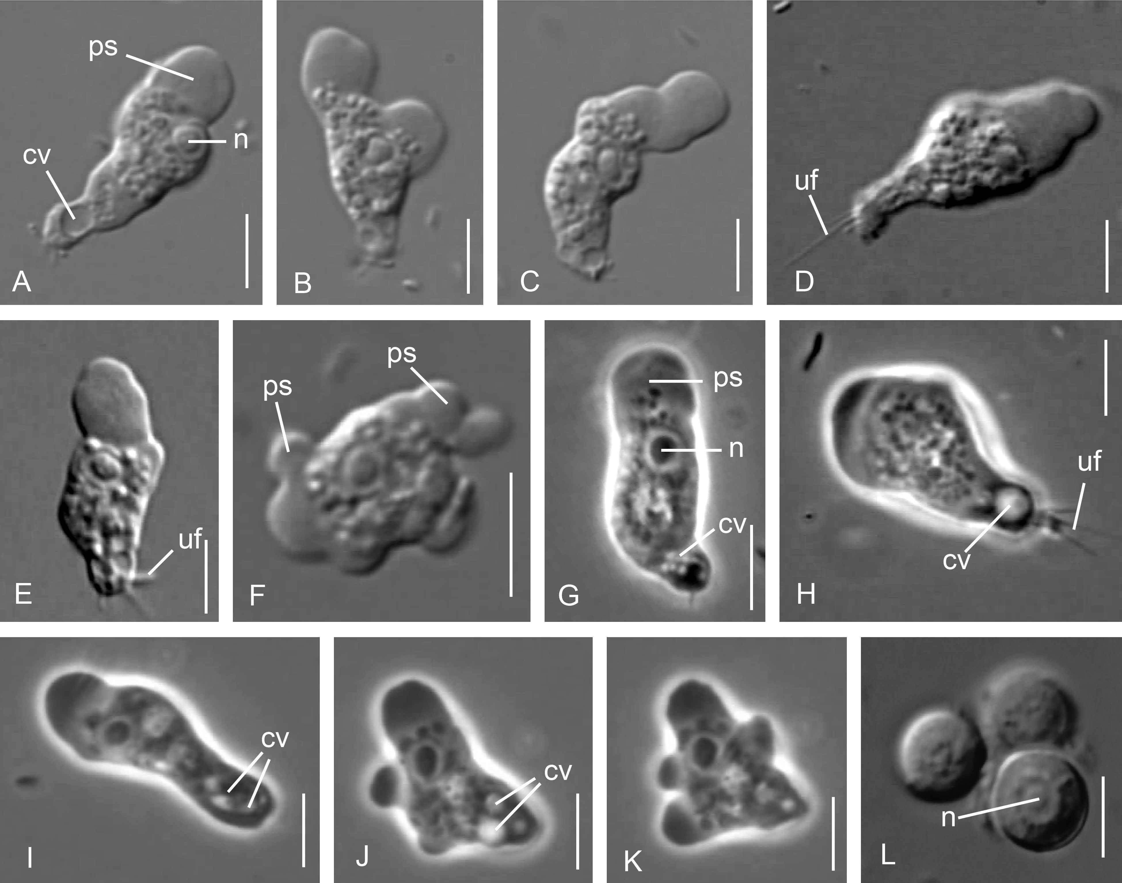 Diversity 13 00433 g001 Diversity 13 00433 g001