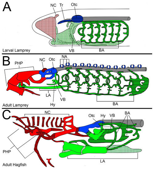 Hagfish Anatomy