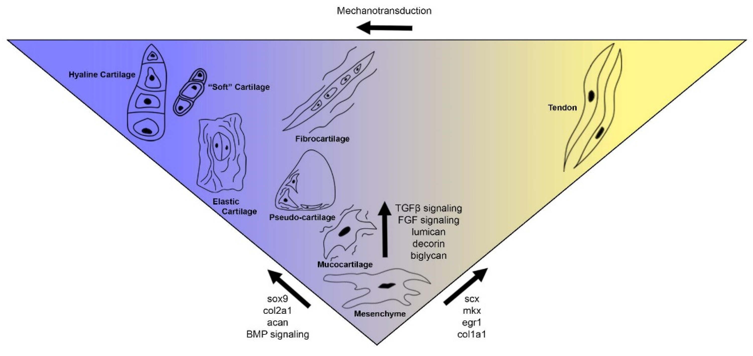 Diversity 13 00435 g007 Diversity 13 00435 g007