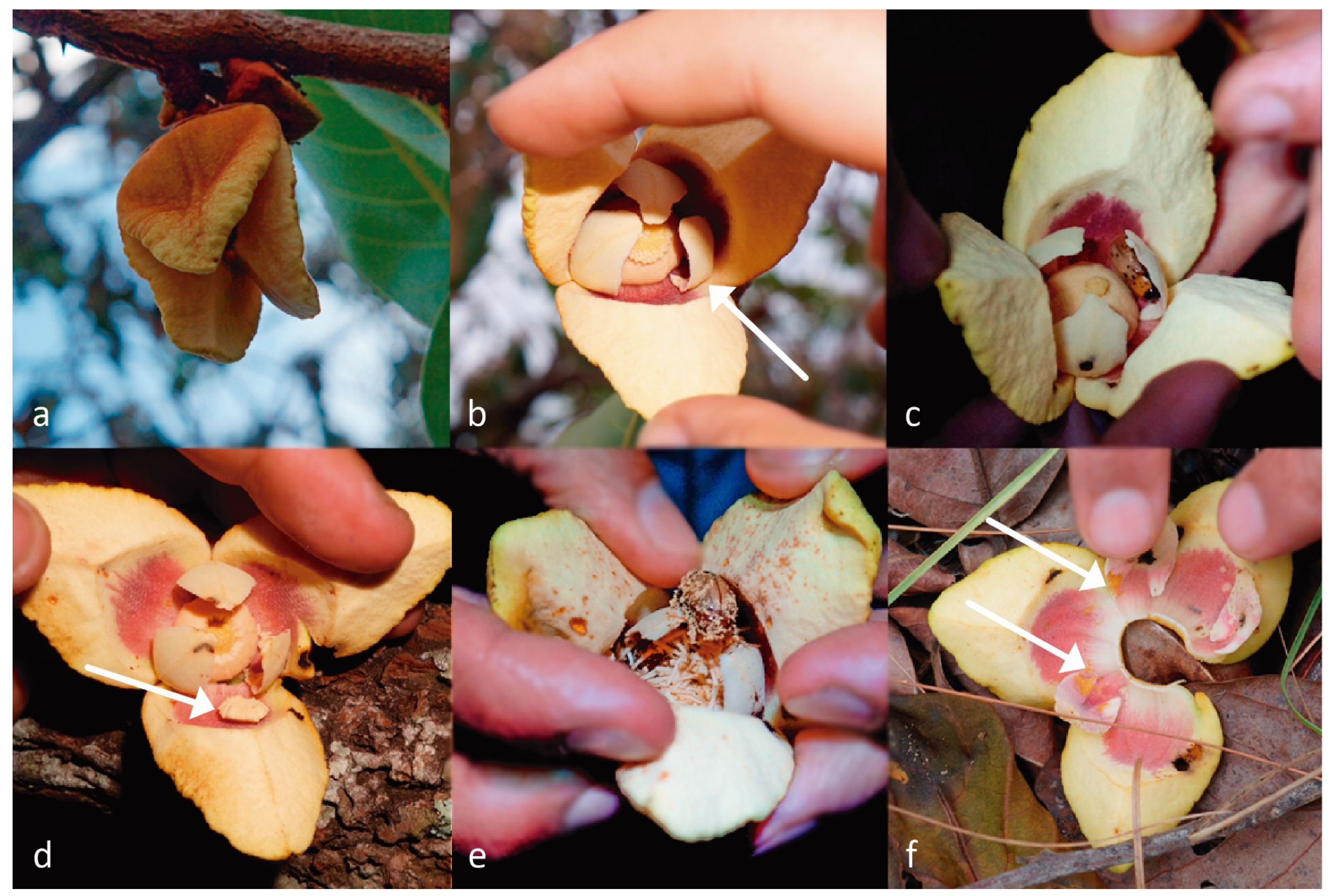 Biologia floral, fenologia reprodutiva e polinização de Xylopia aromatica  (Lam.) Mart. (Annonaceae) em uma área de Cerrado no oeste da Bahia