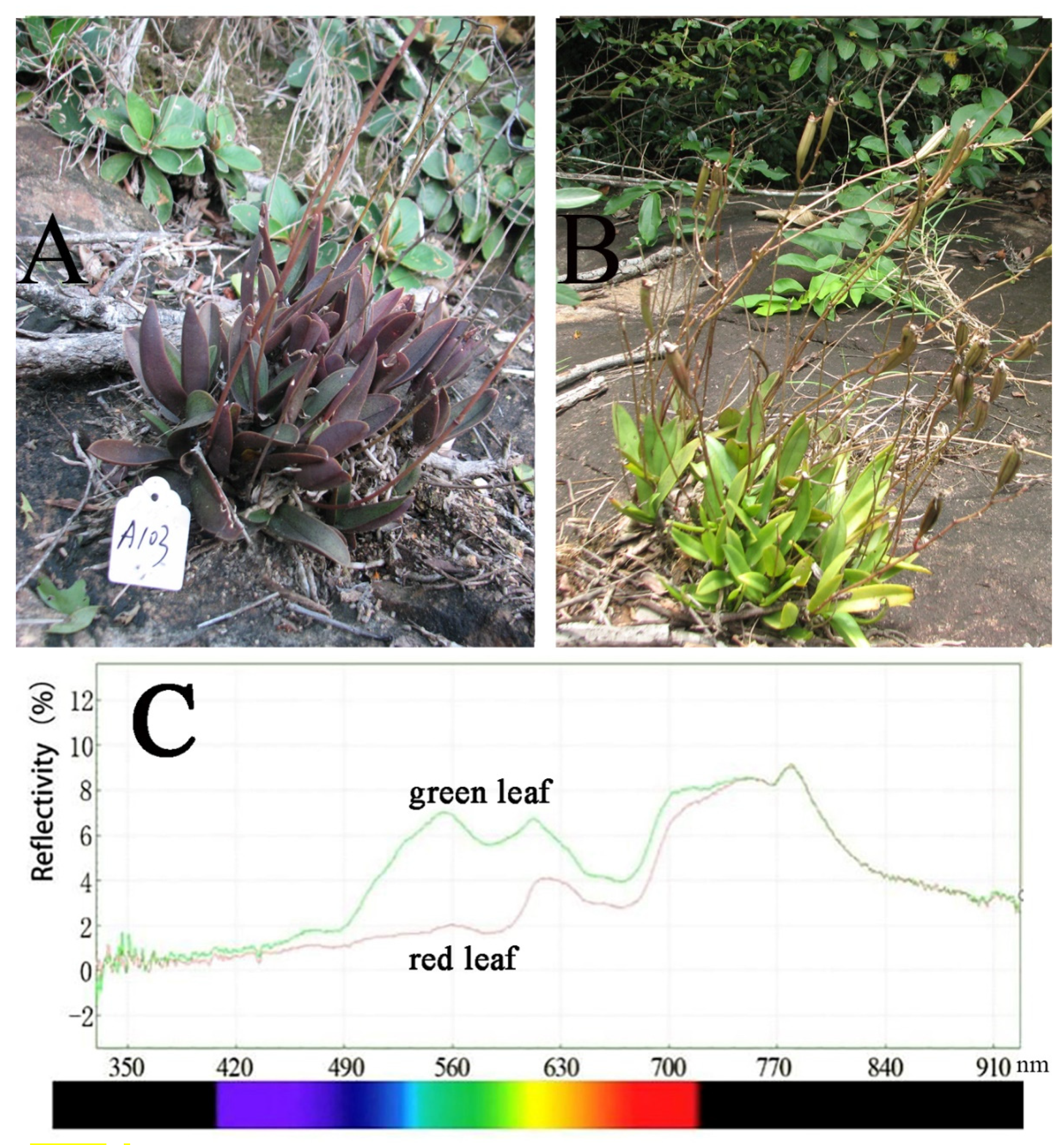 Diversity 13 00446 g002