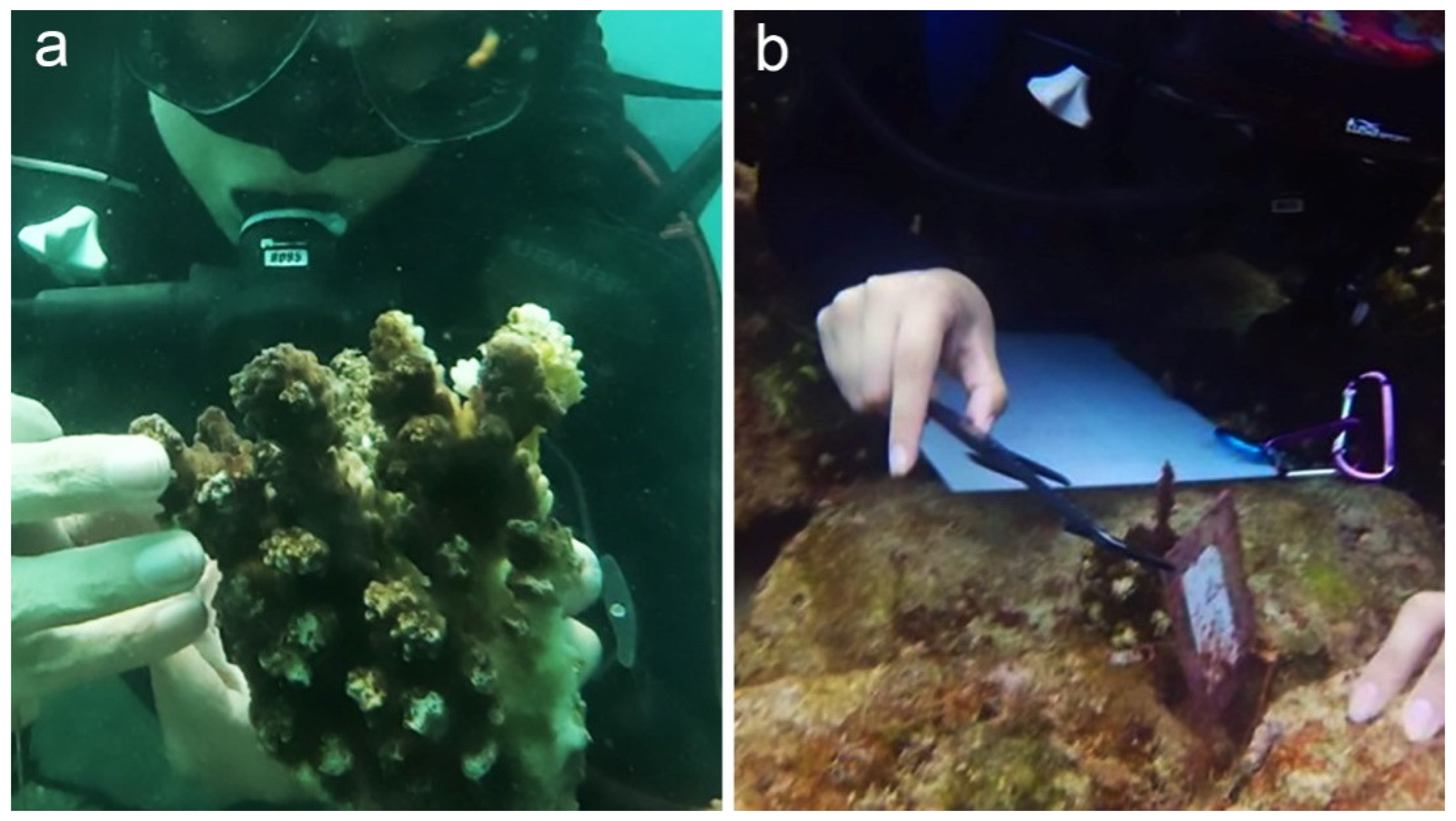 Diversity 13 00450 g002 550