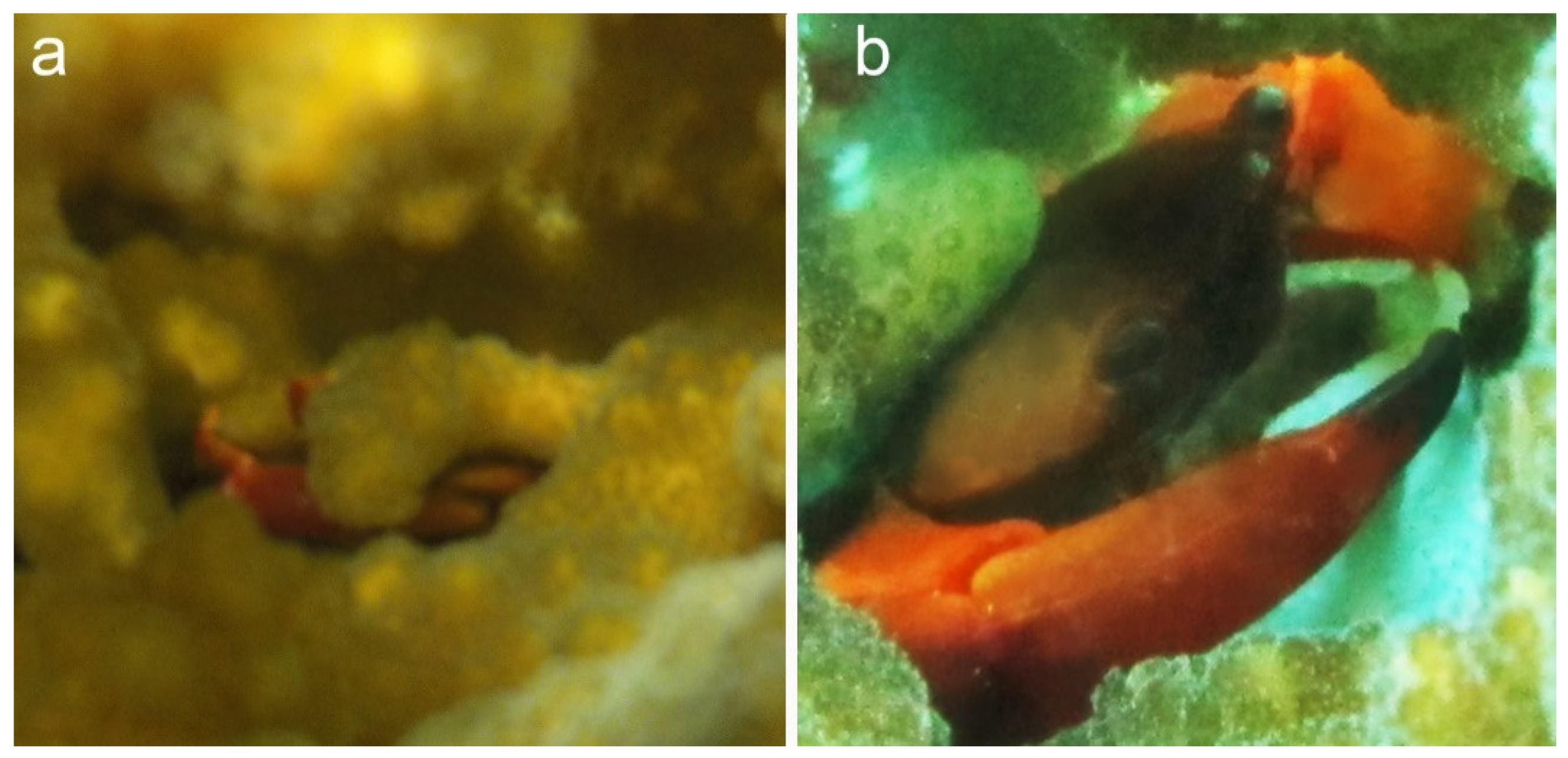 Diversity 13 00450 g003 550