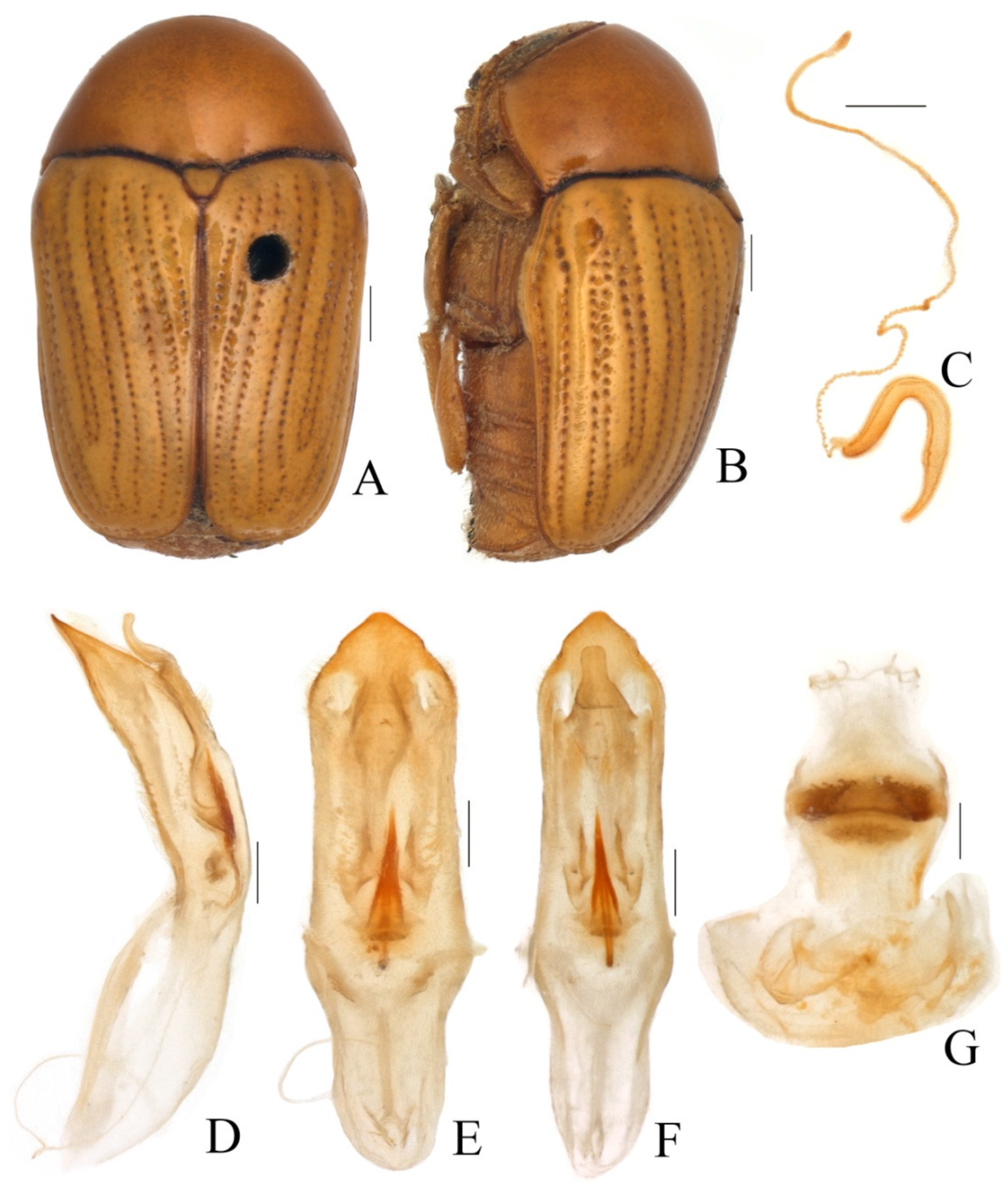 Diversity 13 00451 g001 Diversity 13 00451 g001