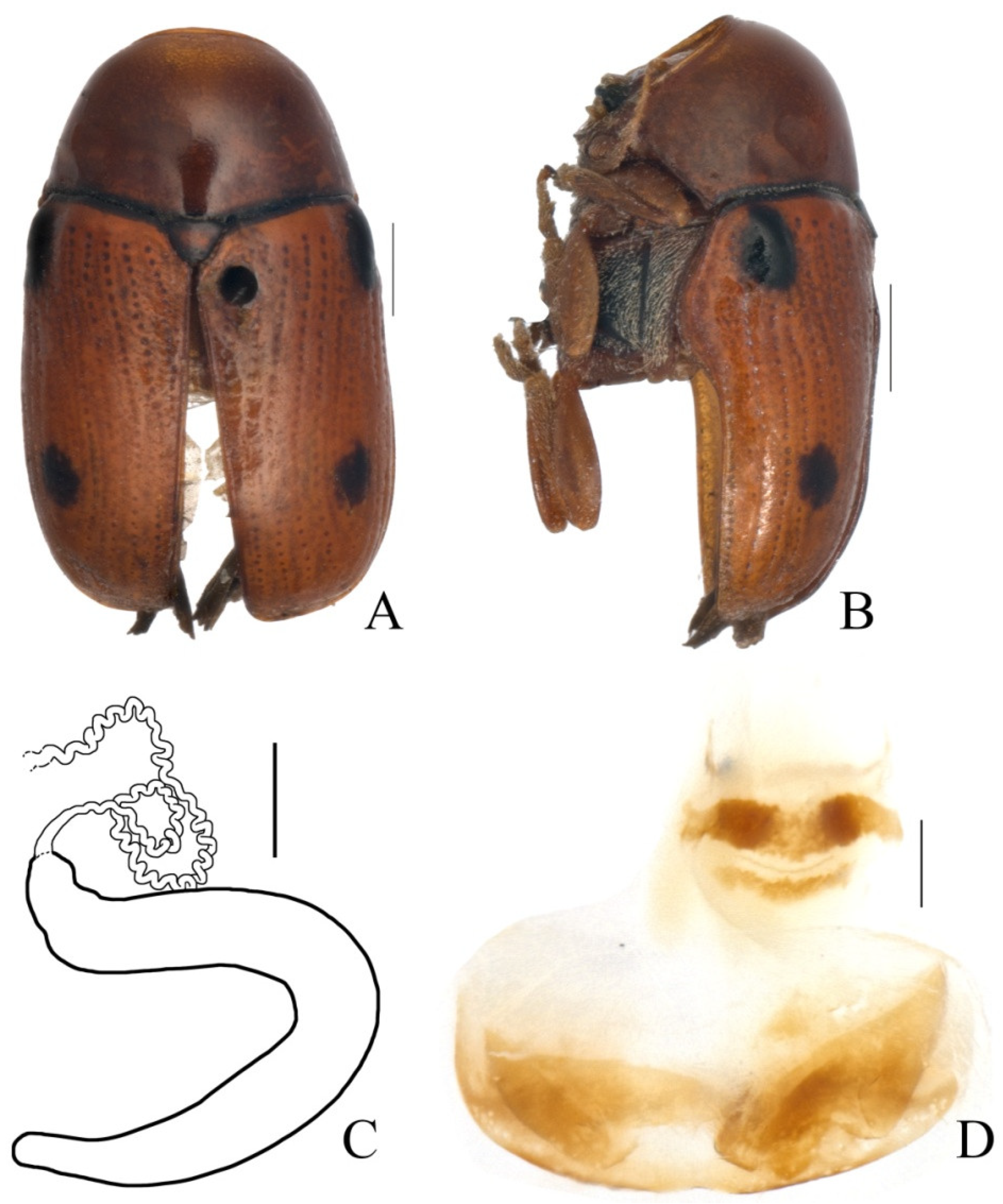 Diversity 13 00451 g014 Diversity 13 00451 g014