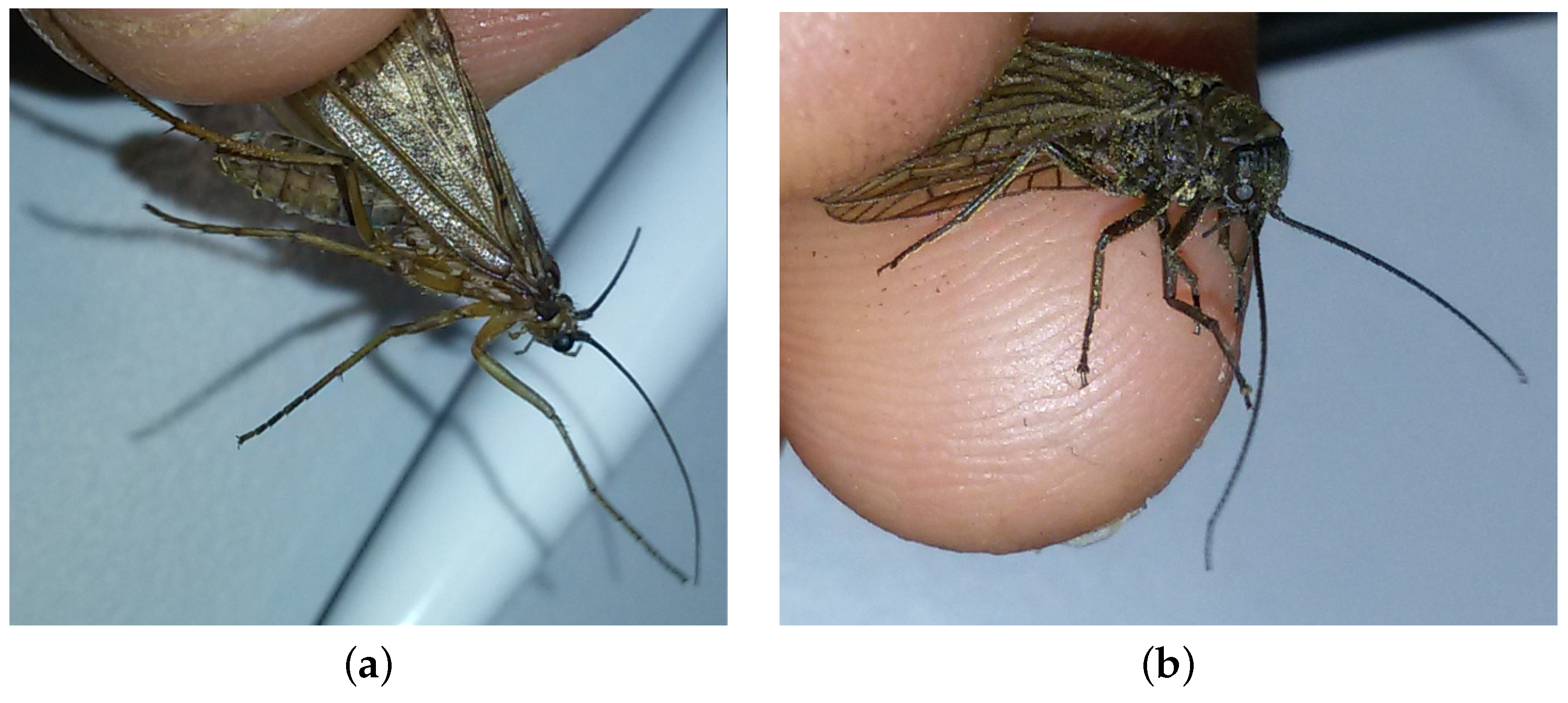 Diversity 13 00452 g0a2