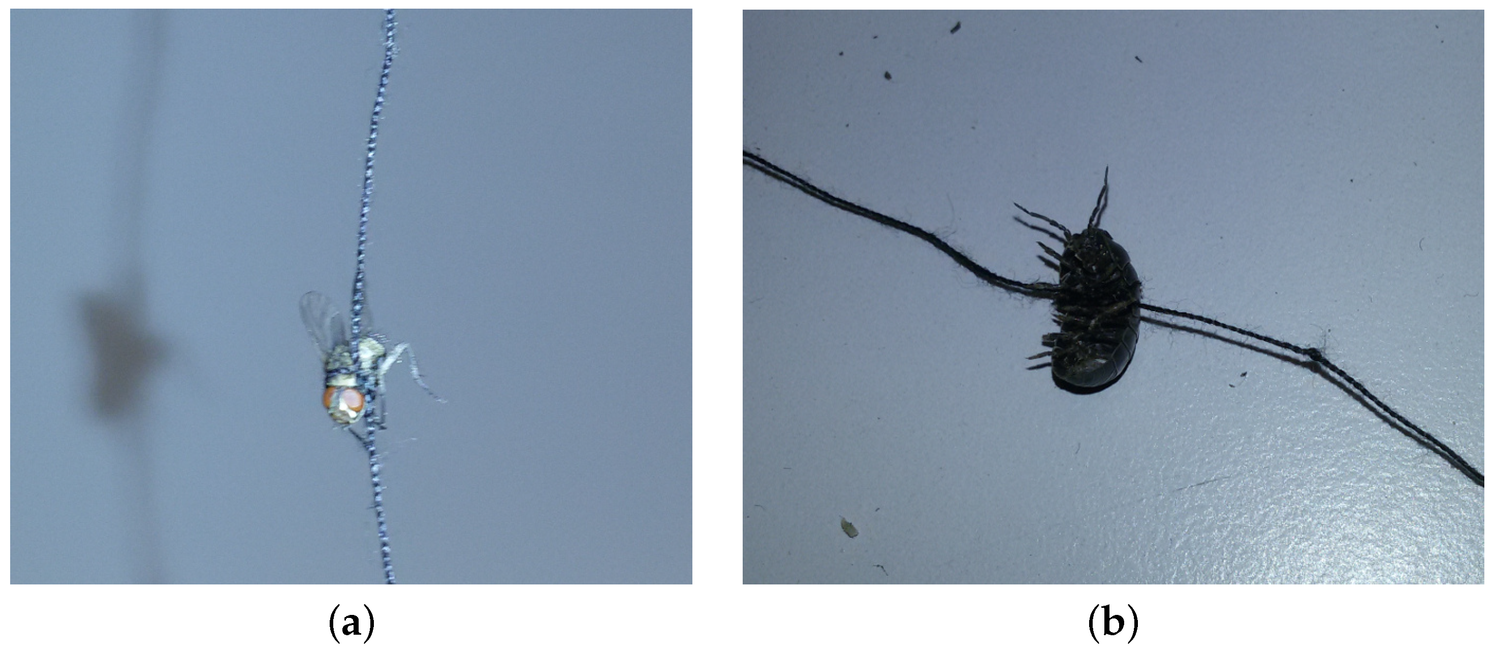 Diversity 13 00452 g0a7