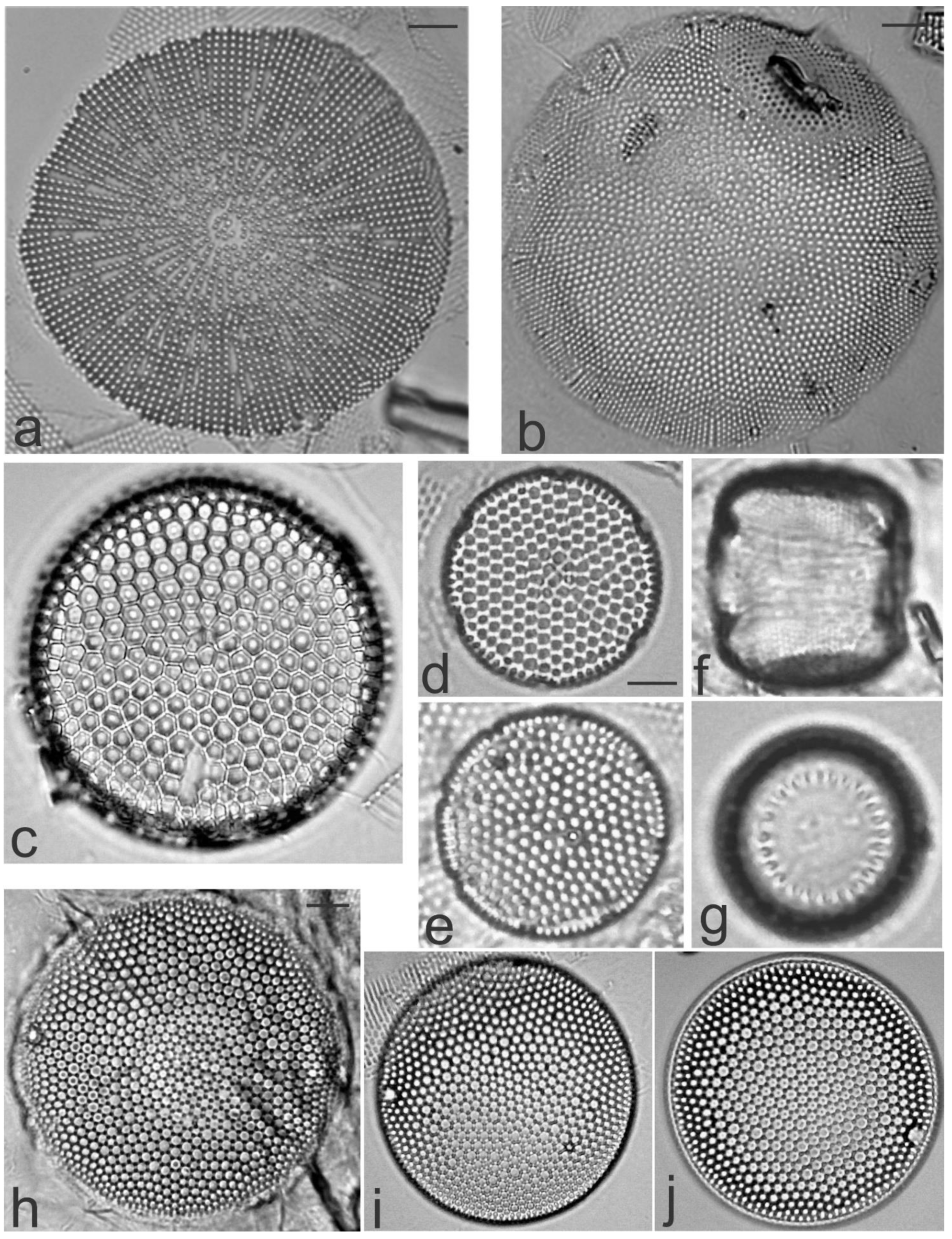 Diversity 13 00458 g004 Diversity 13 00458 g004