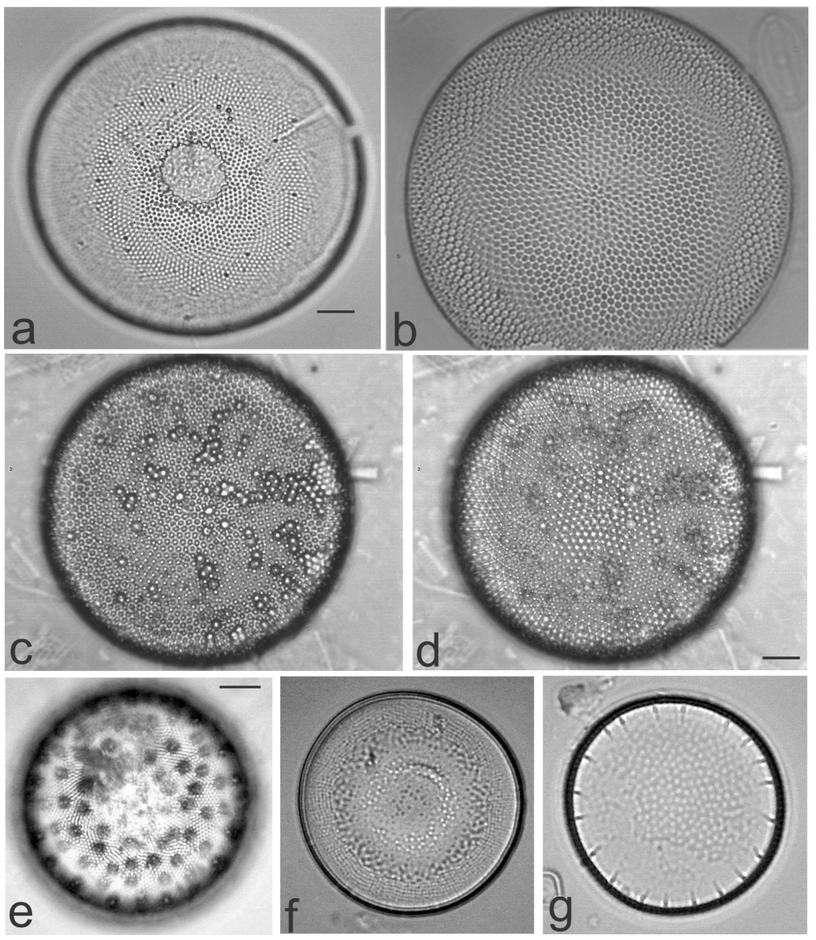 Diversity 13 00458 g005 Diversity 13 00458 g005