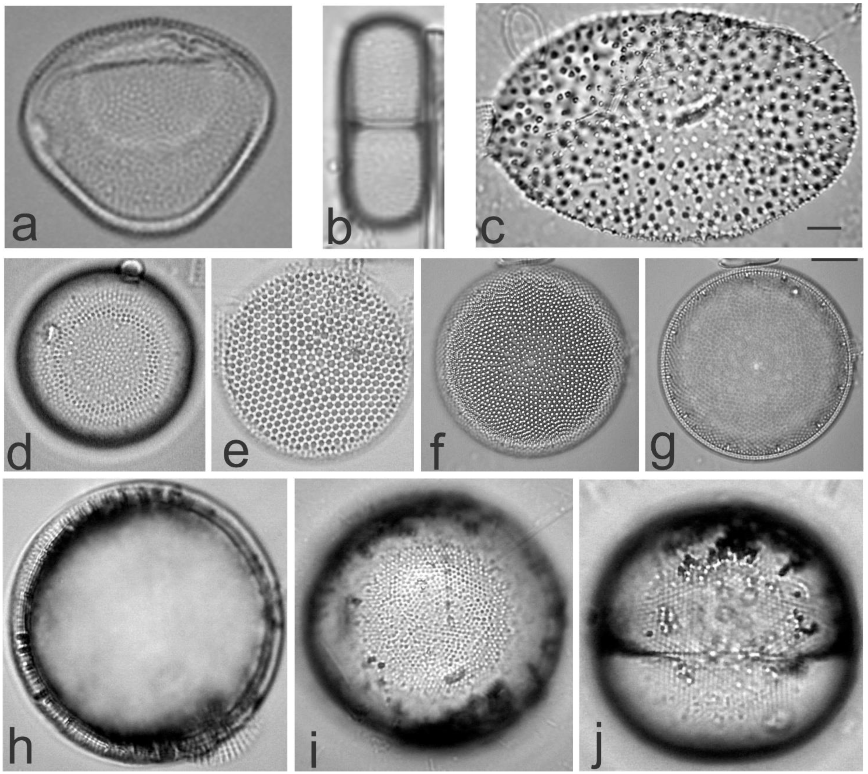 Diversity 13 00458 g006 Diversity 13 00458 g006