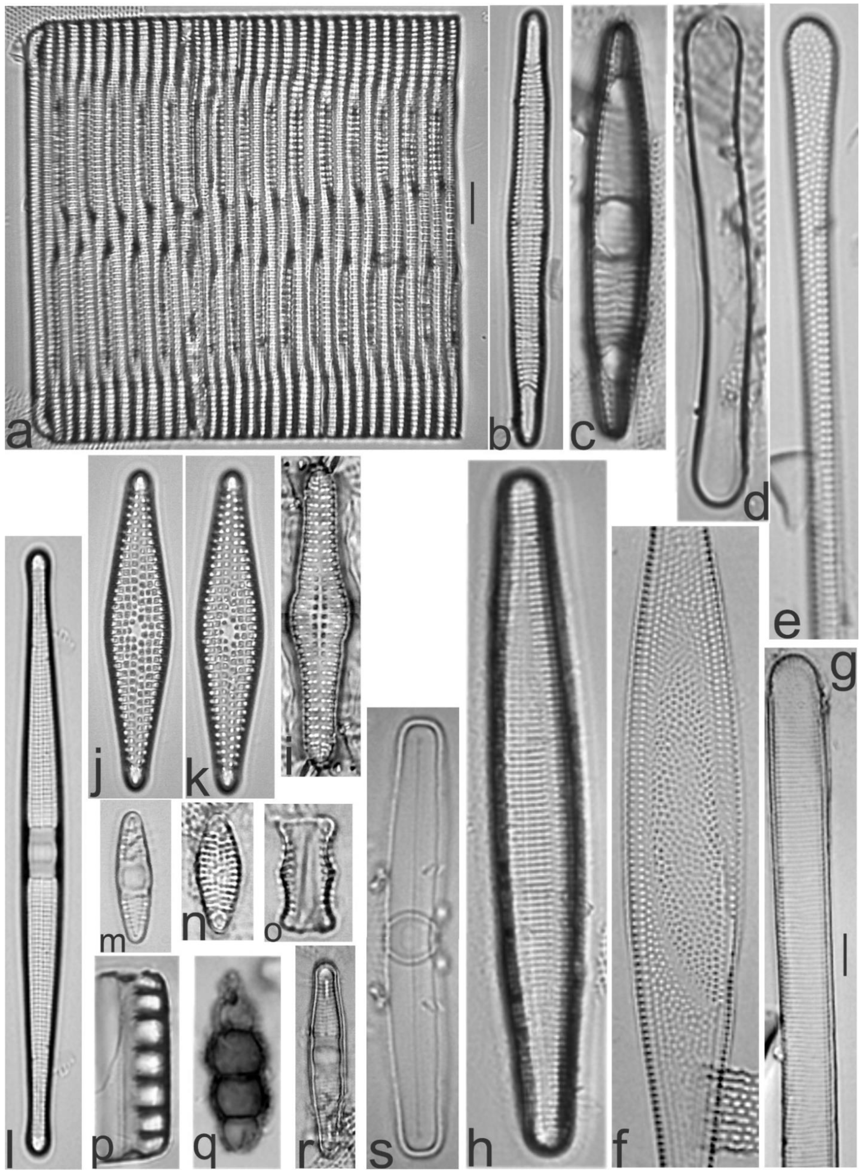 Diversity 13 00458 g007 Diversity 13 00458 g007