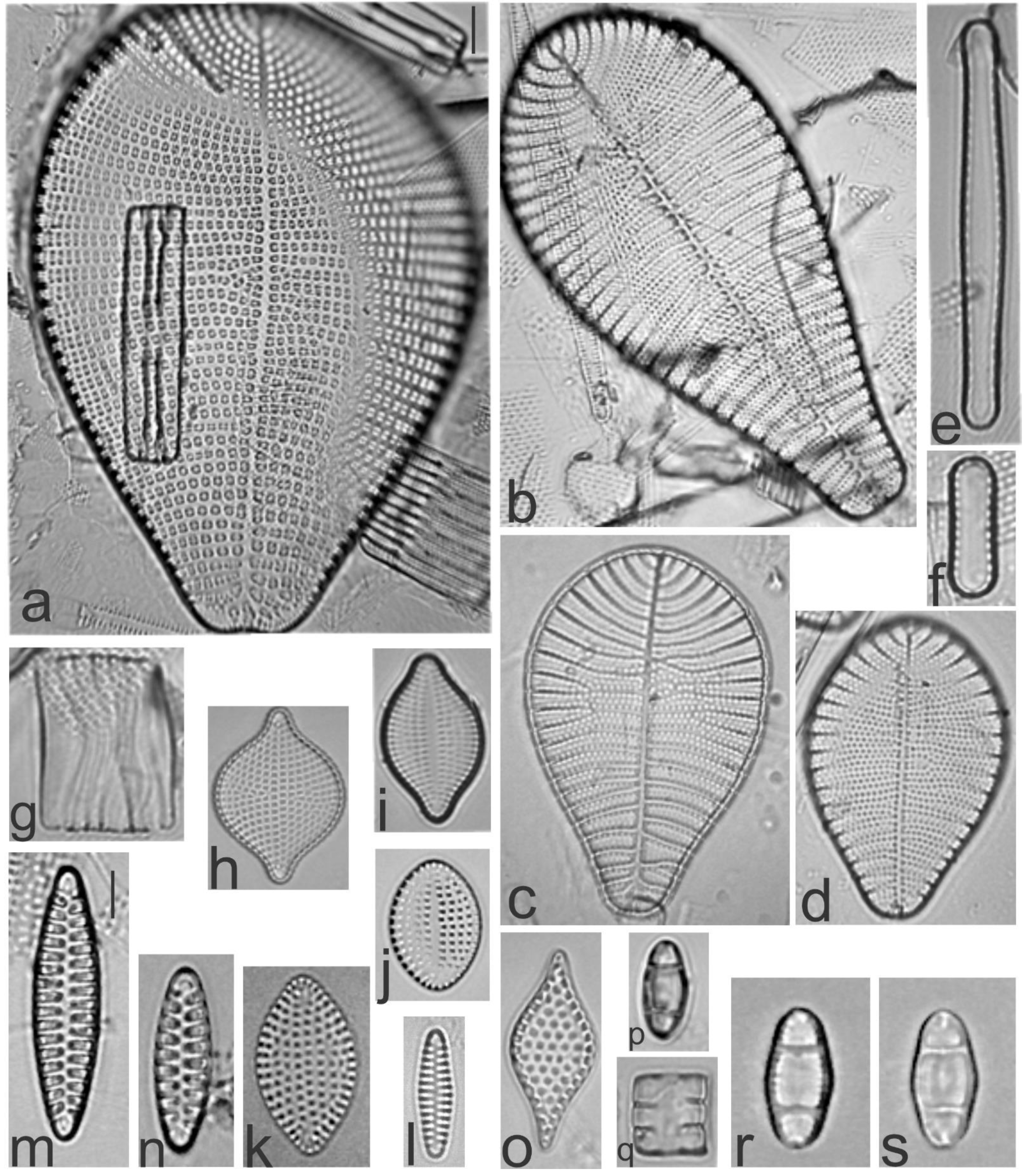 Diversity 13 00458 g008 Diversity 13 00458 g008