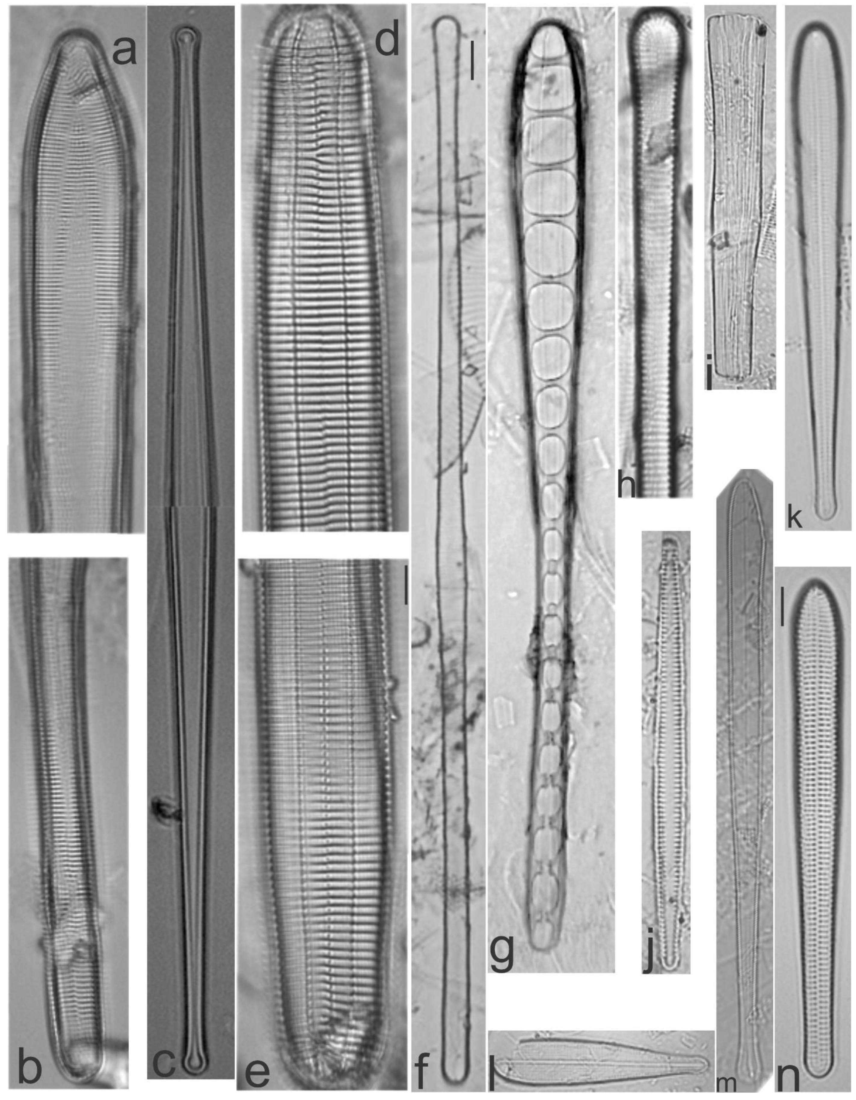 Diversity 13 00458 g009 Diversity 13 00458 g009