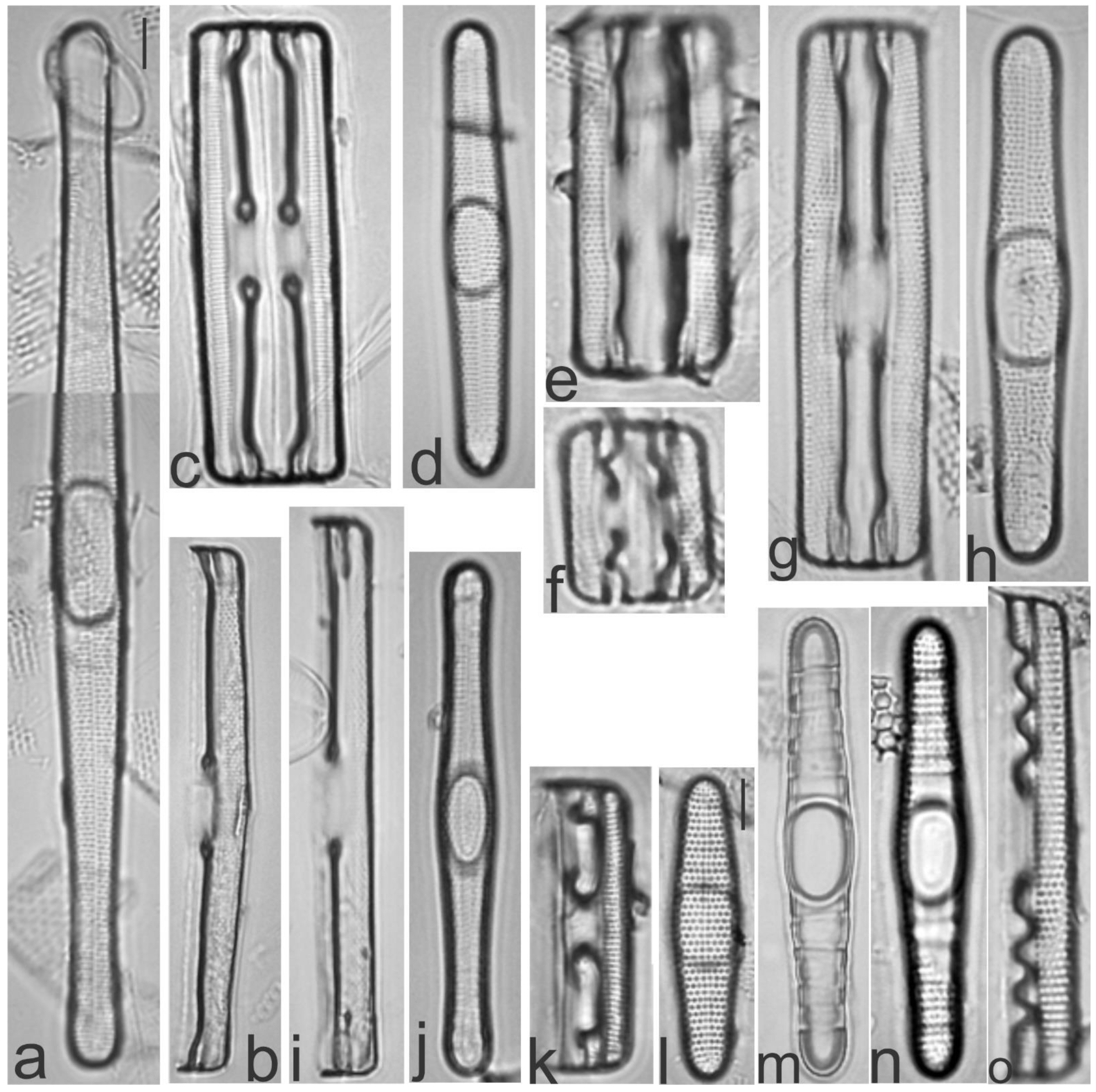 Diversity 13 00458 g011 Diversity 13 00458 g011