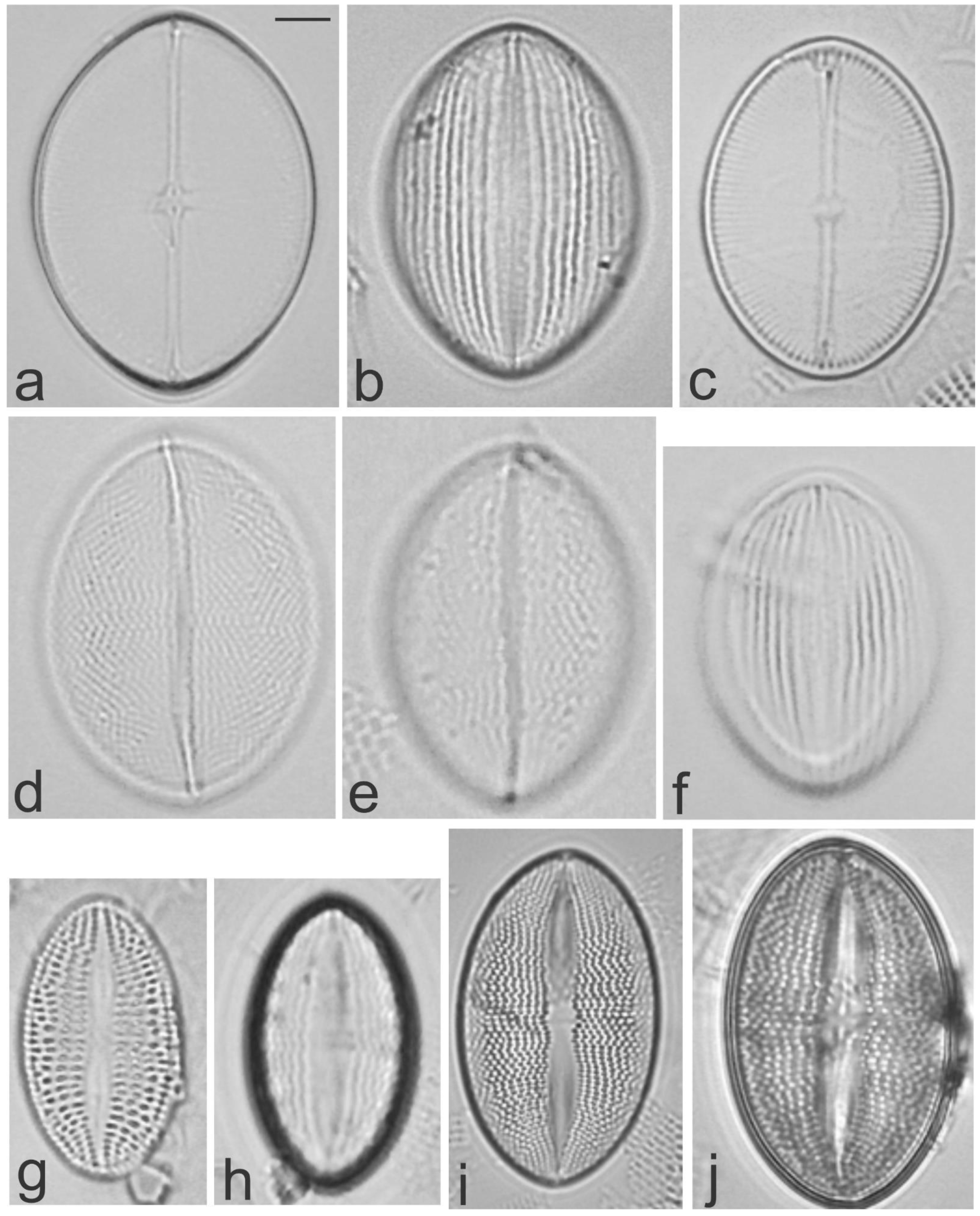 Diversity 13 00458 g013 Diversity 13 00458 g013
