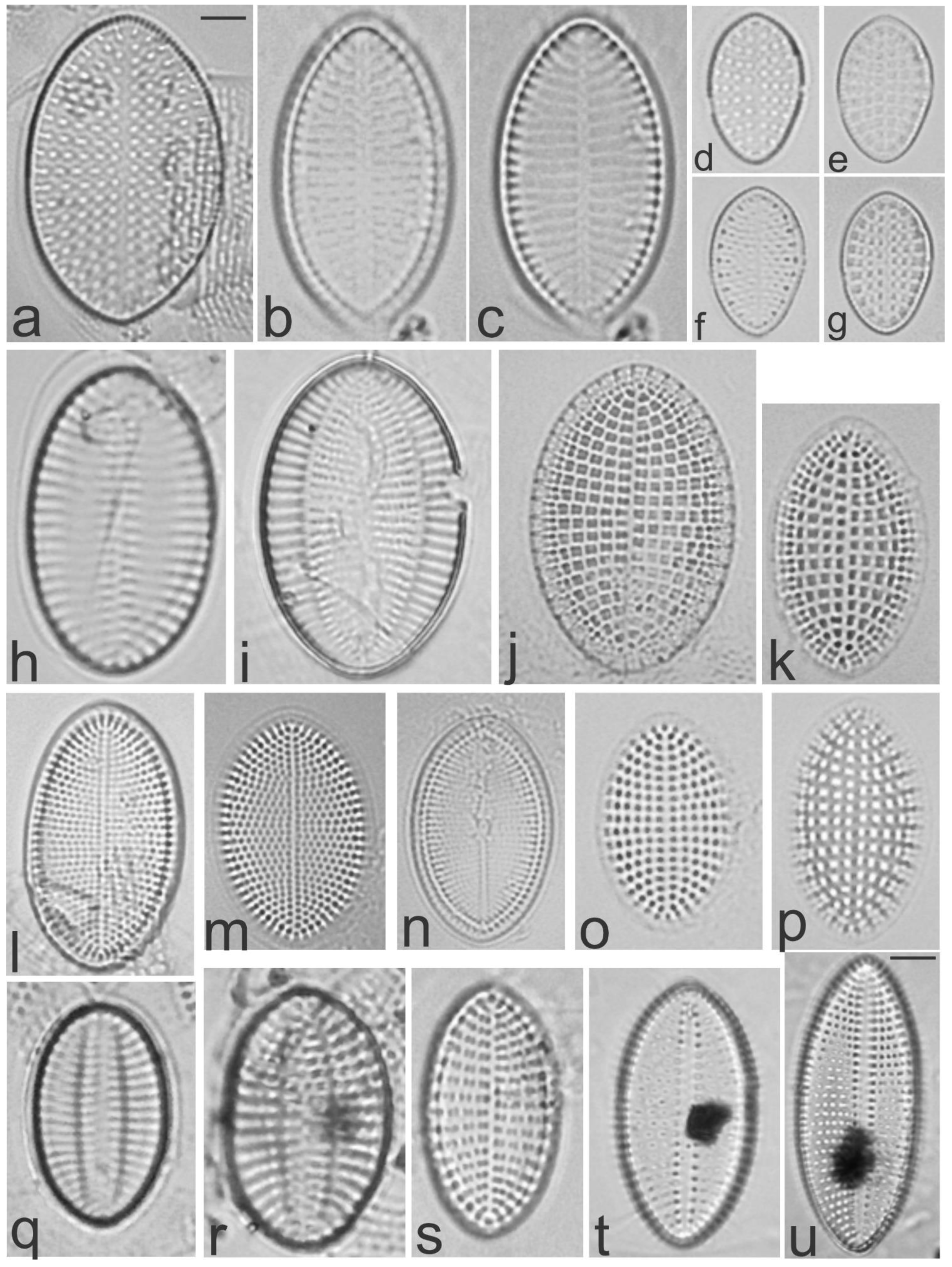 Diversity 13 00458 g014 Diversity 13 00458 g014