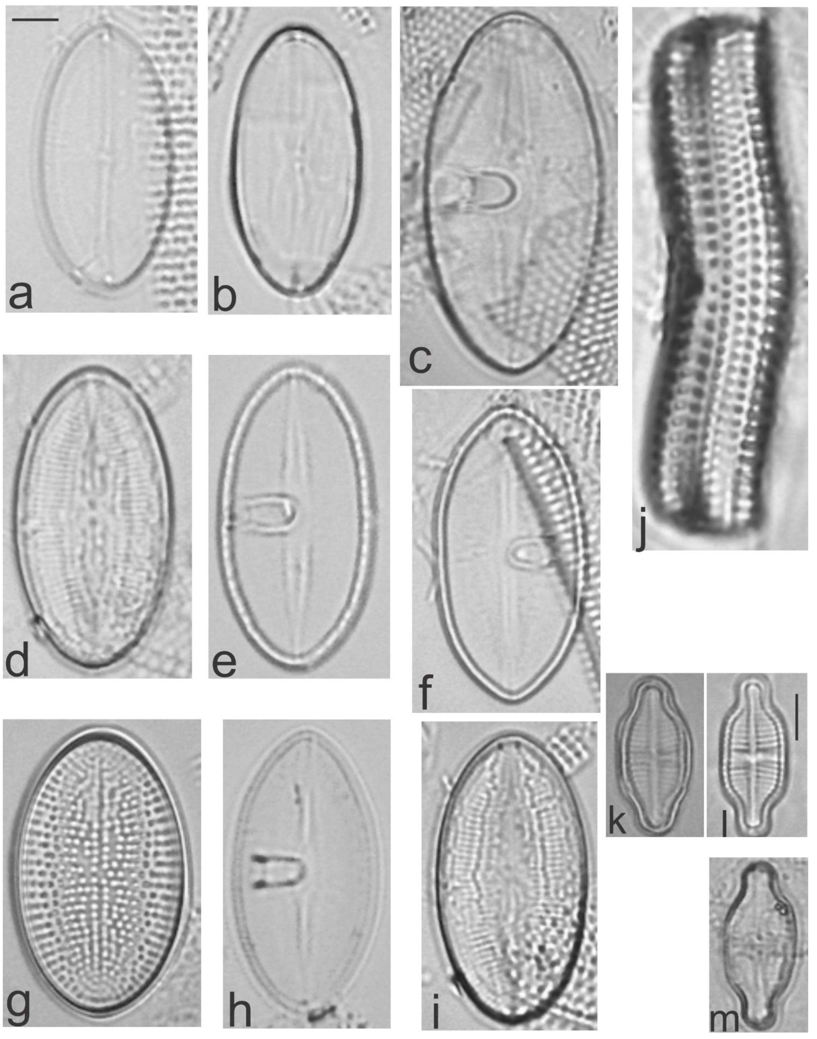 Diversity 13 00458 g016 Diversity 13 00458 g016
