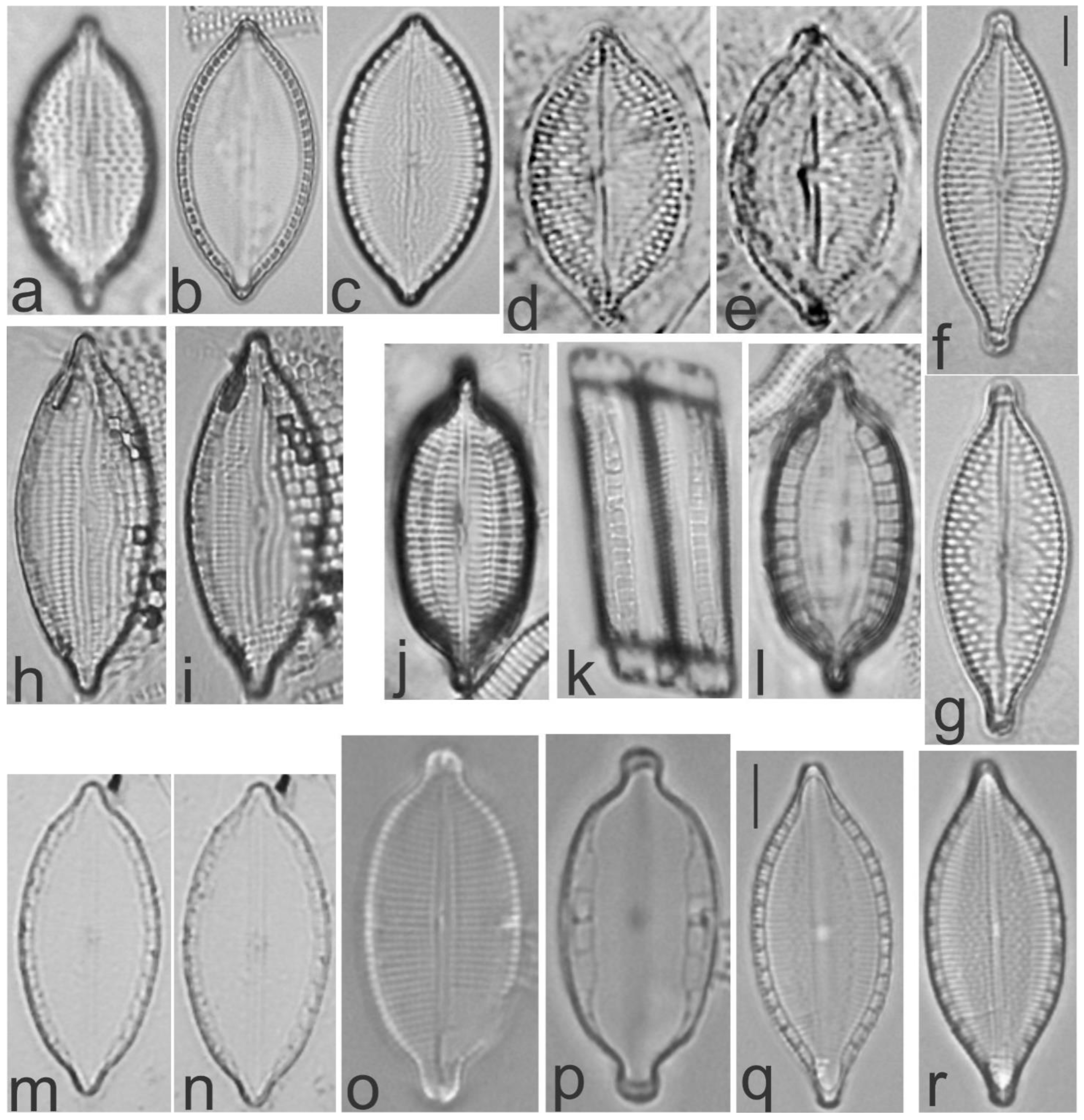 Diversity Free Full Text A First Estimate Of Species Diversity For Benthic Diatom Assemblages From The Revillagigedo Archipelago Mexico Html