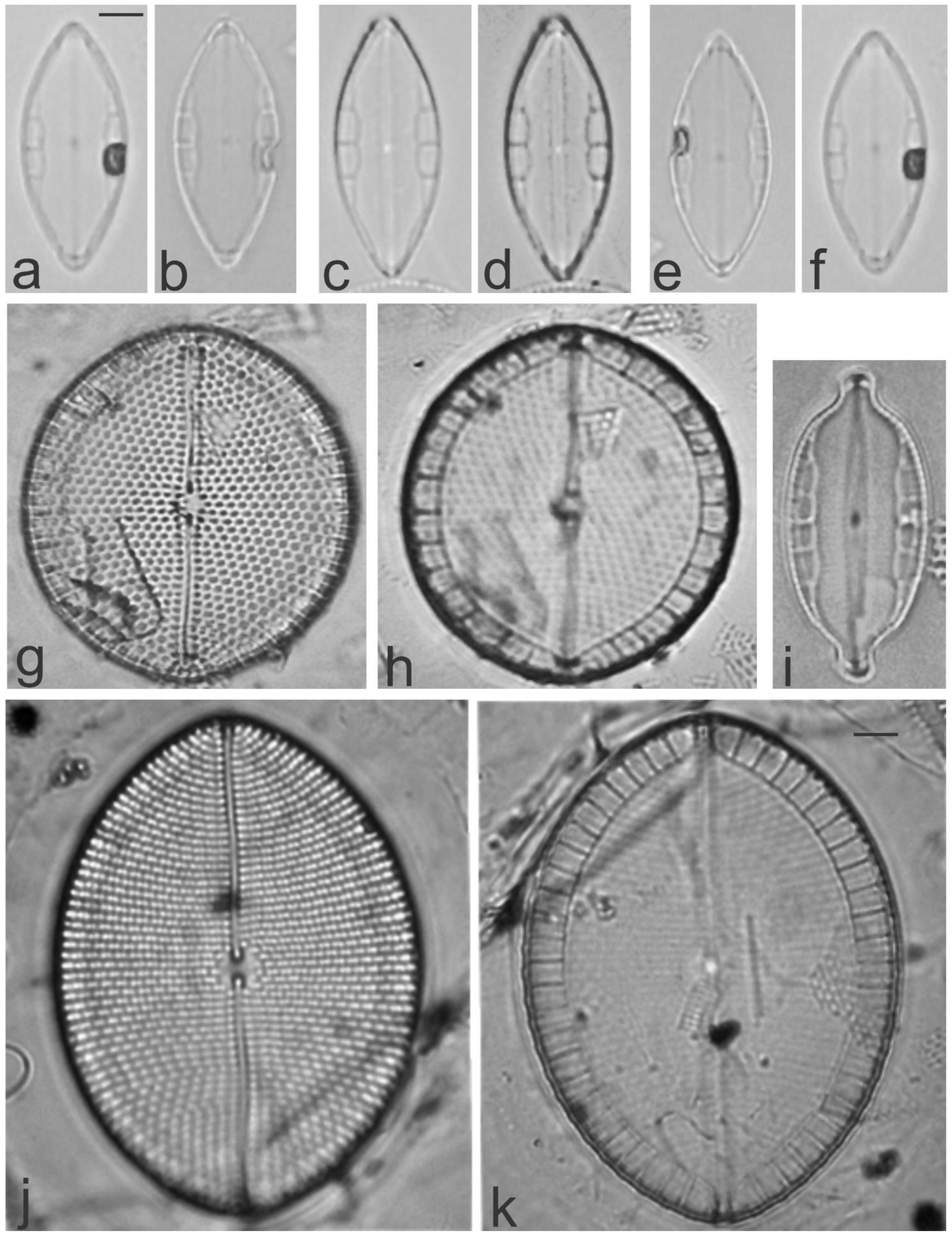 Diversity 13 00458 g019 Diversity 13 00458 g019