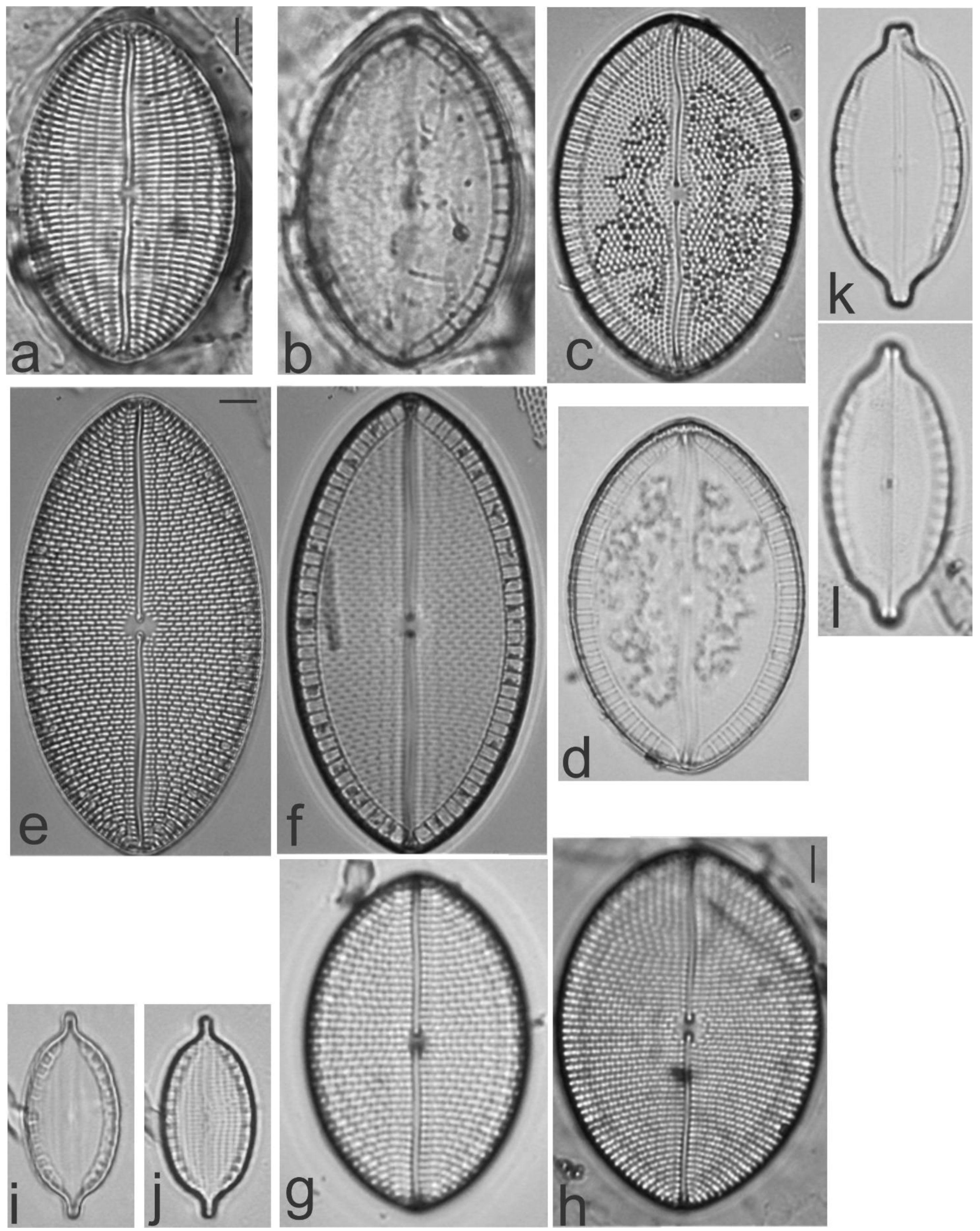 Diversity 13 00458 g020 Diversity 13 00458 g020