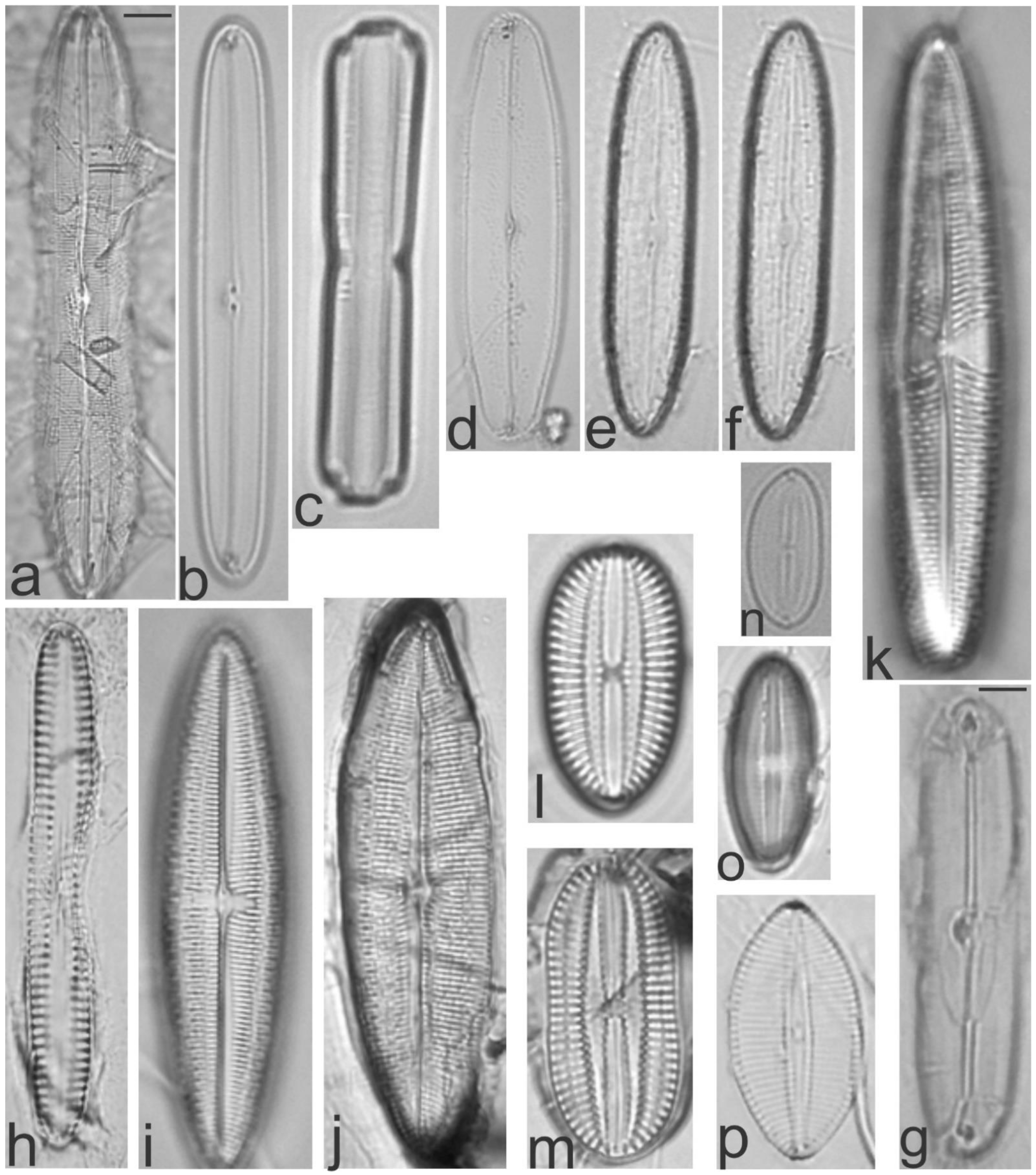 Diversity 13 00458 g021 Diversity 13 00458 g021